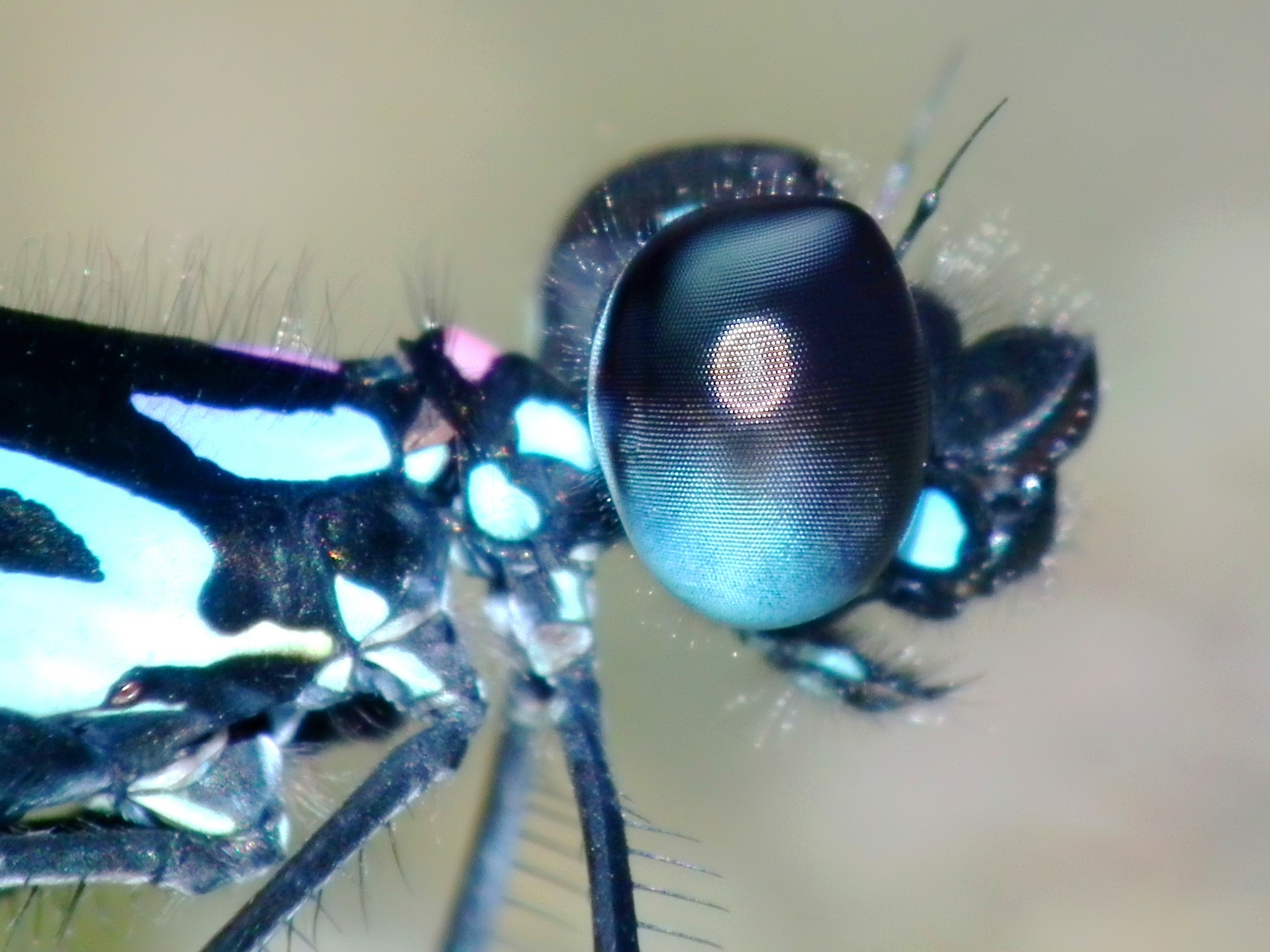 Closer Look (5723917365)