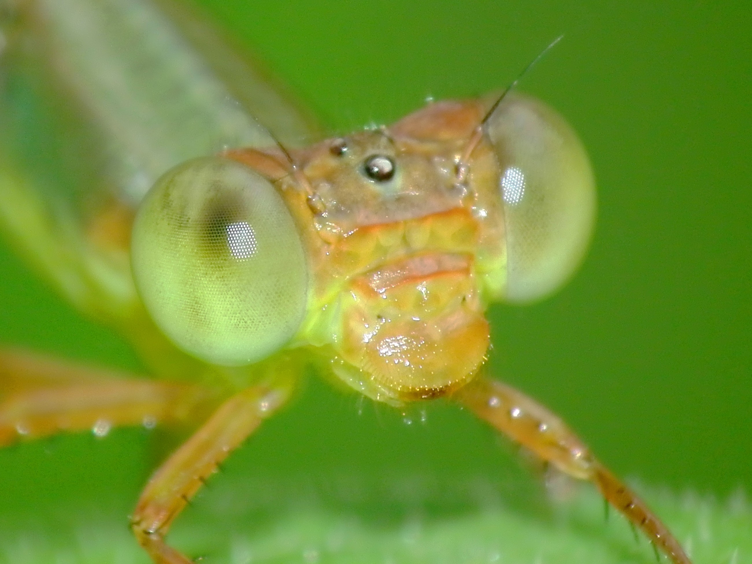 Closer Look (5864964930)