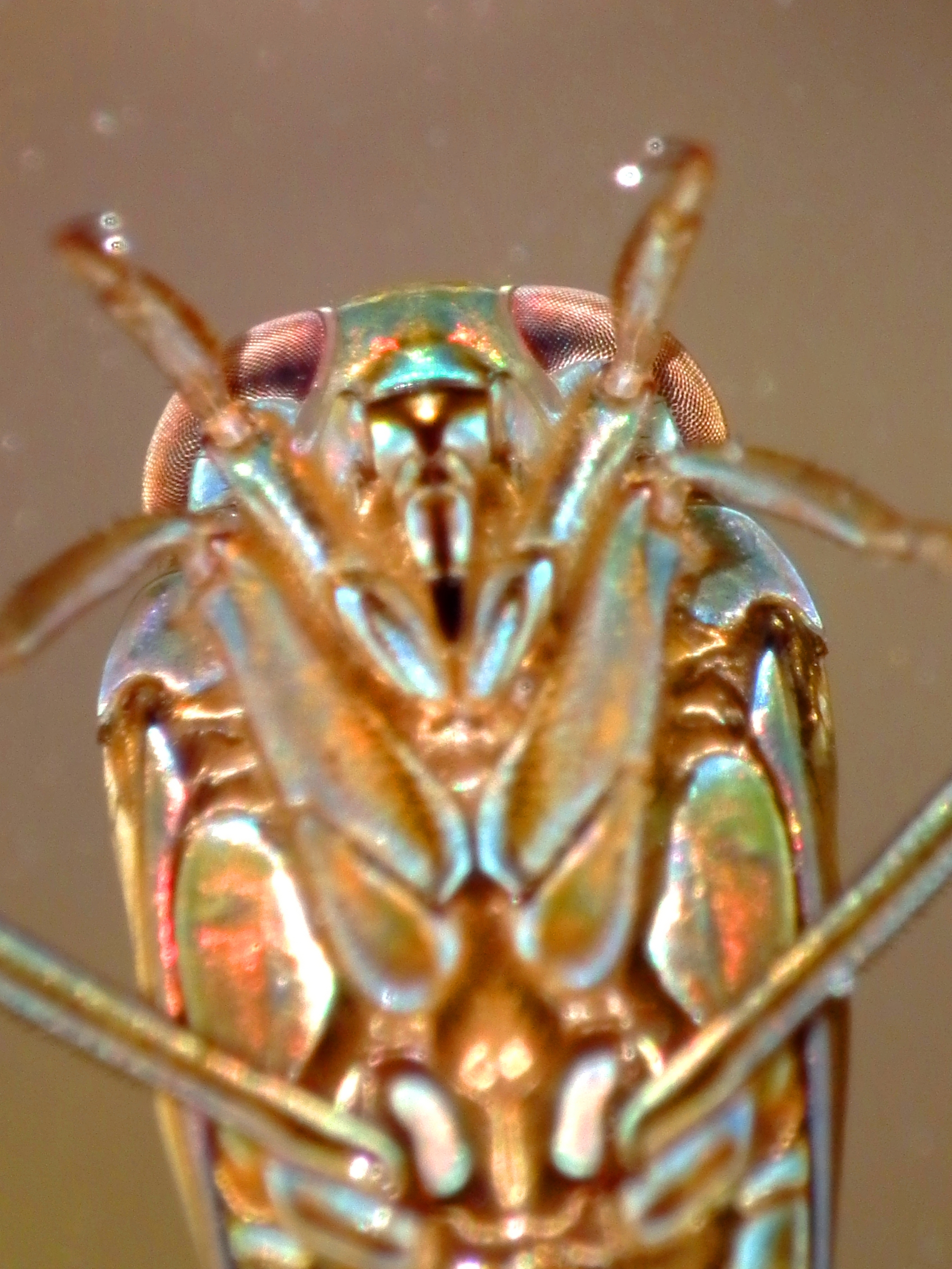 Closer Look (6913473289)