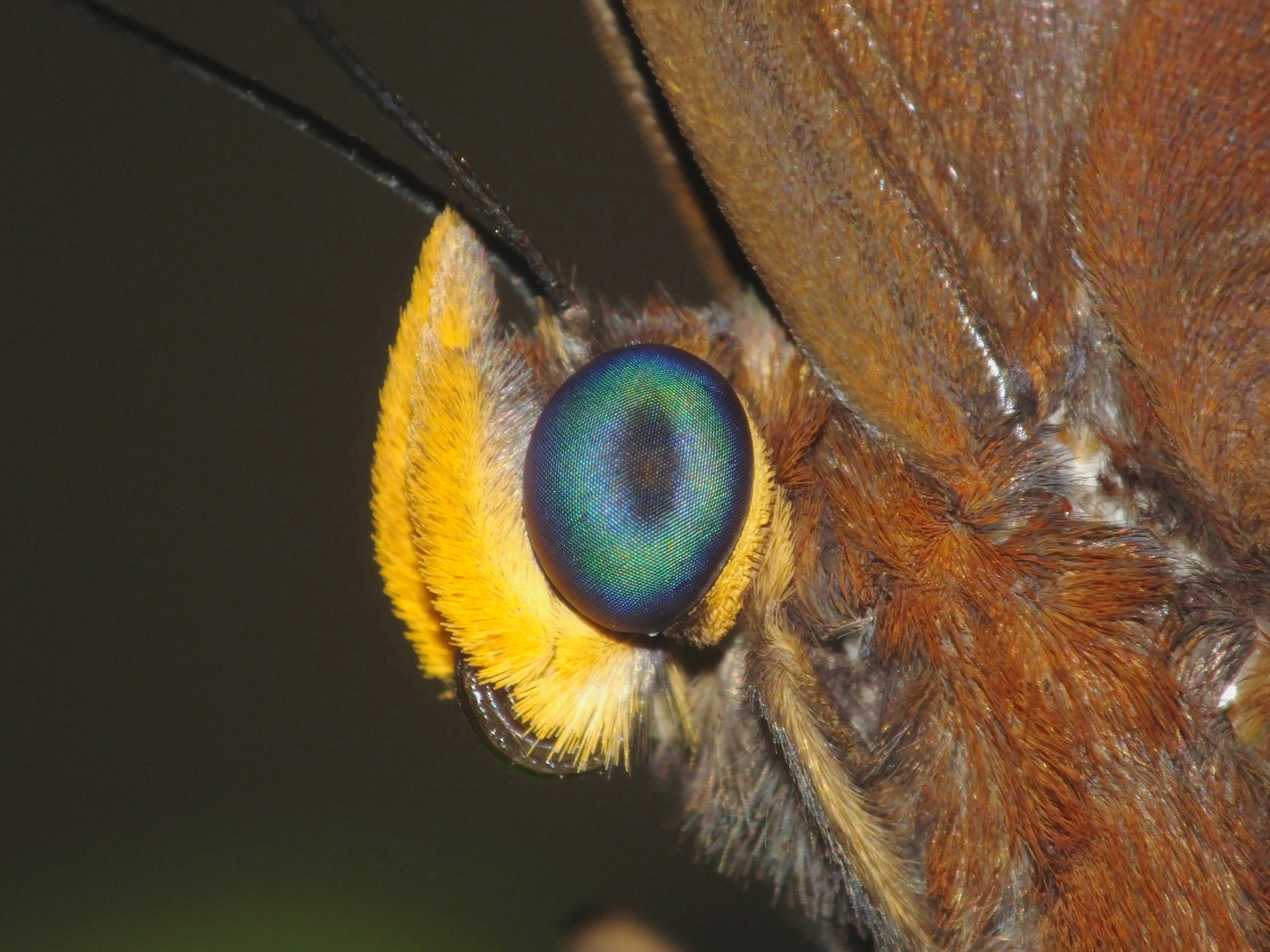 Closer Look (9119667599)