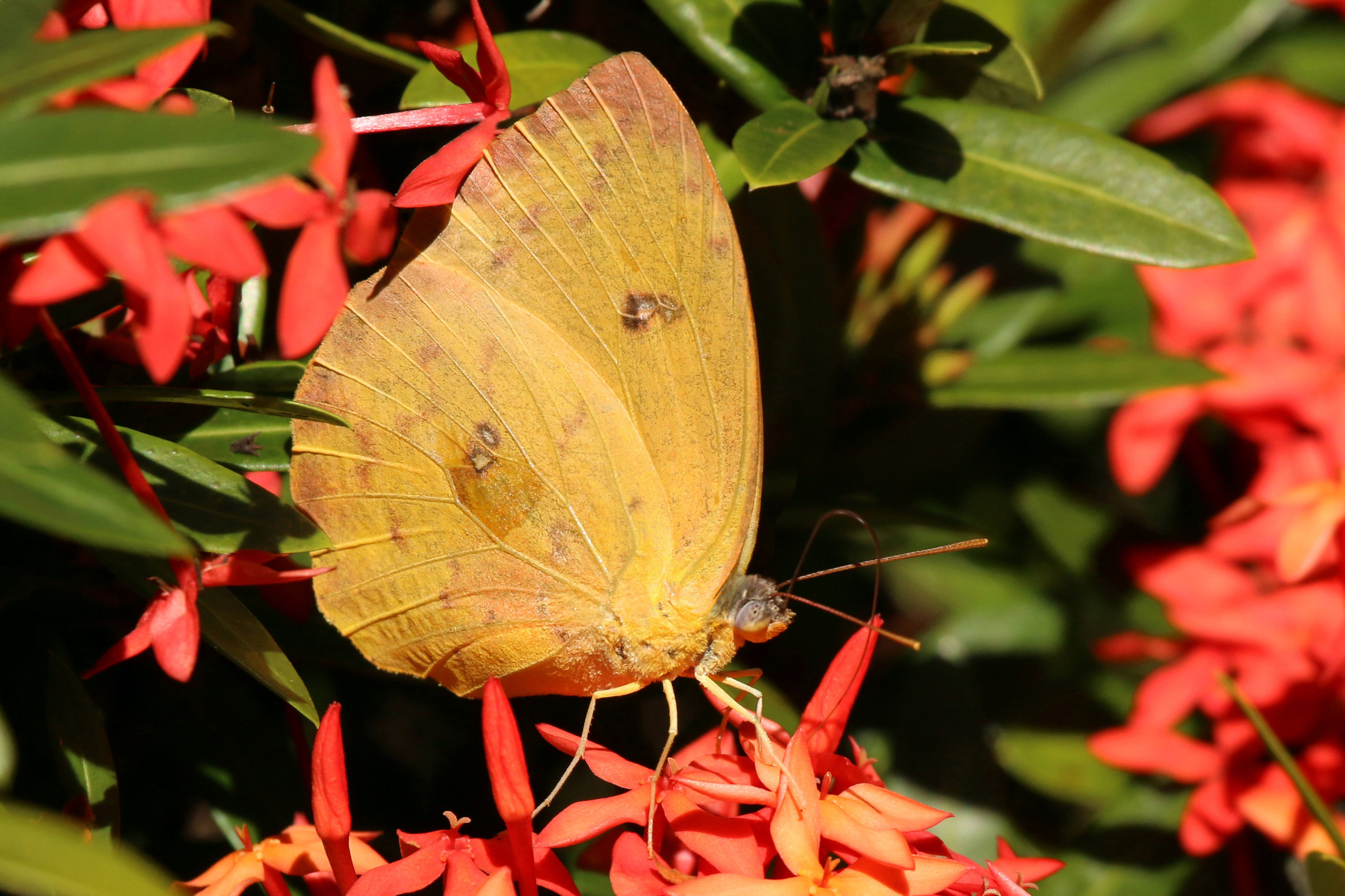 Cloudless sulphur (Phoebis sennae sennae) female underside