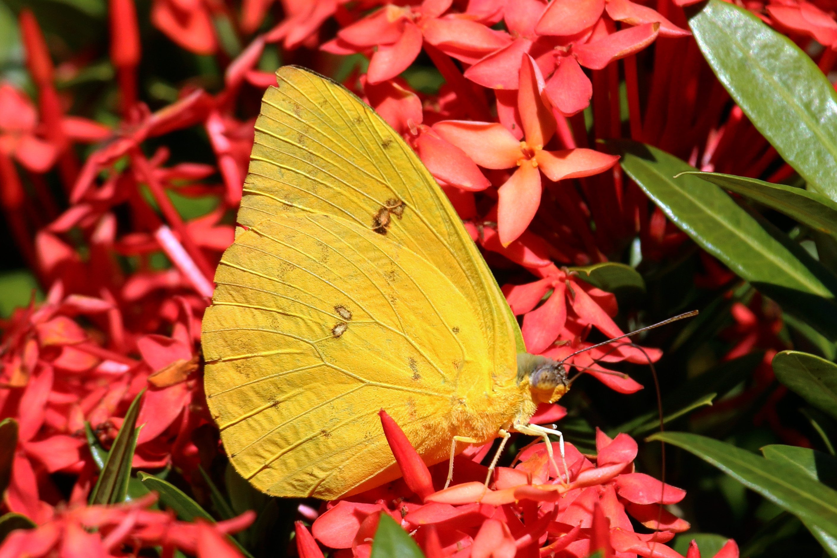 Cloudless sulphur (Phoebis sennae sennae) male underside