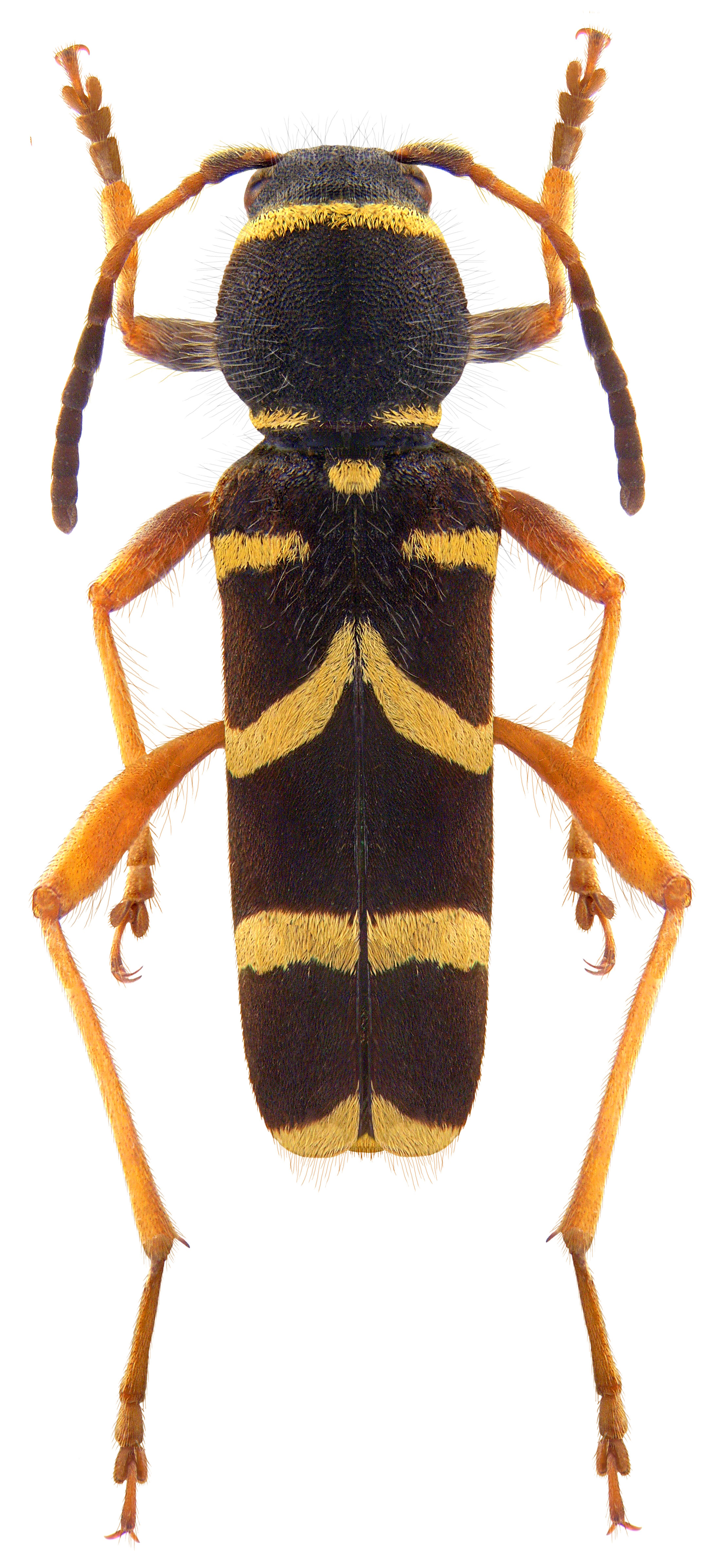 Clytus arietis (Linné, 1758) (3989861203)