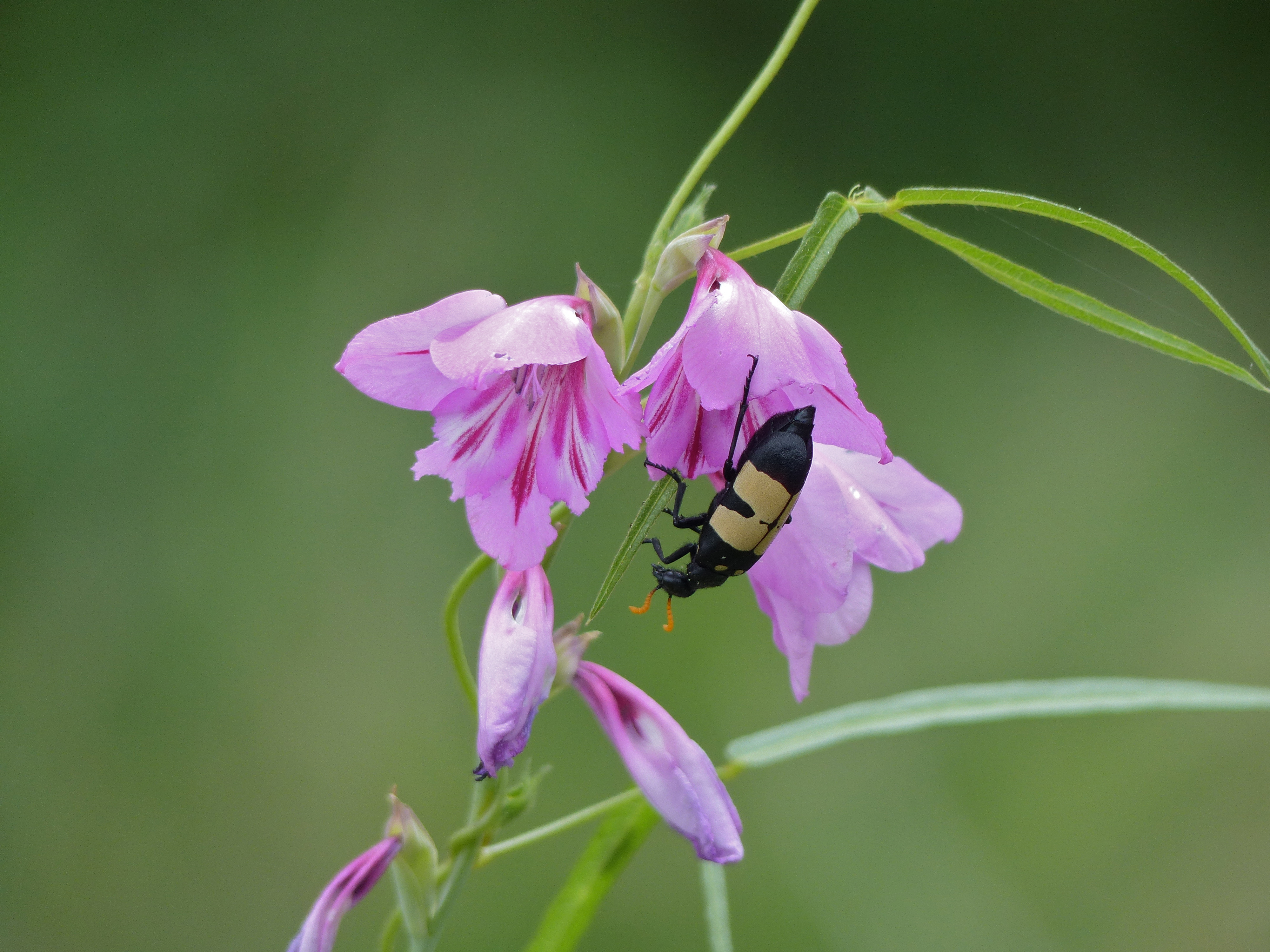 CMR Bean Beetle (Mylabris oculata) on Wild Gladiolus (Gladiolus sp.) (11515937436)