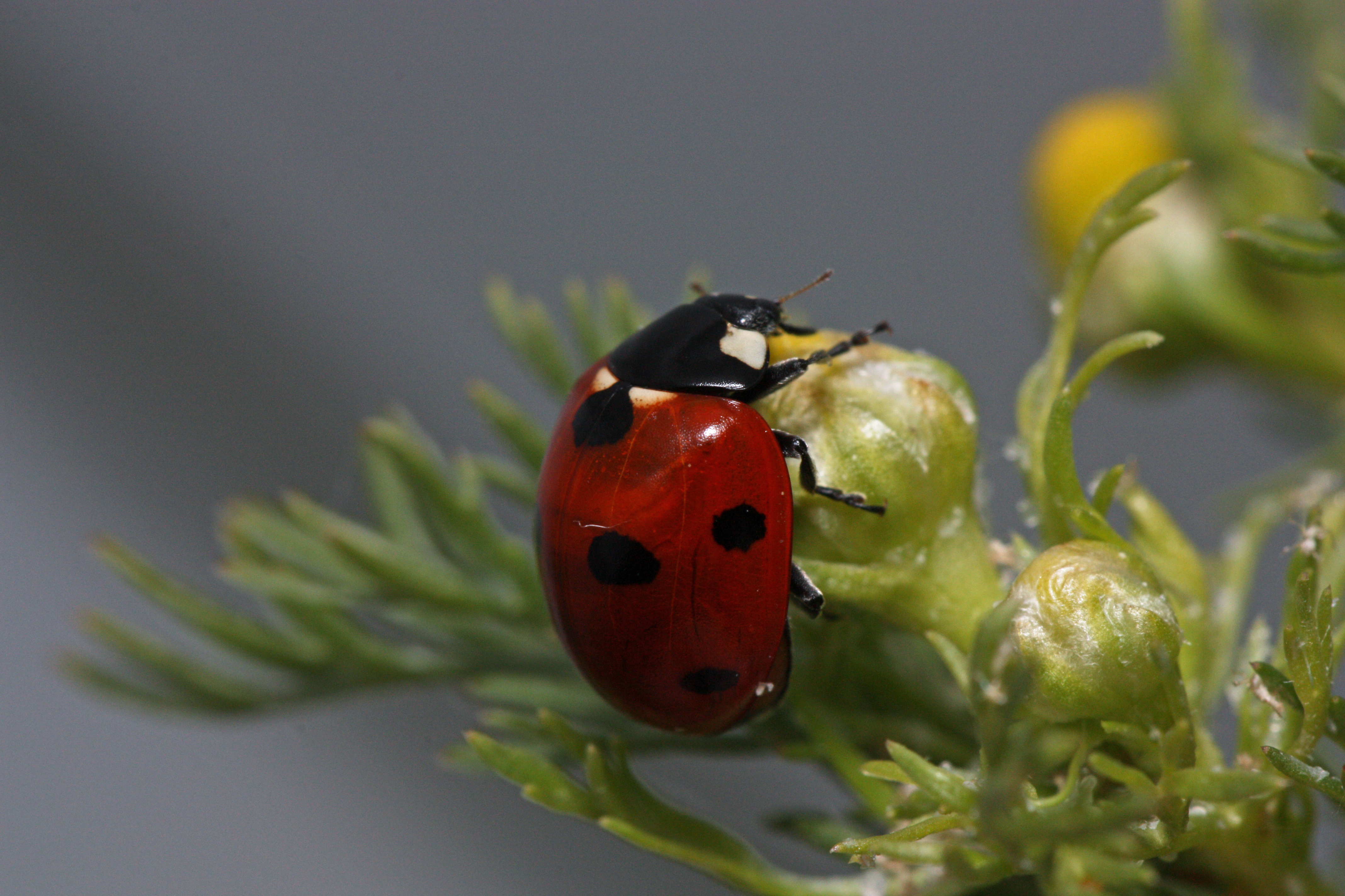 Coccinella septempunctata 7809