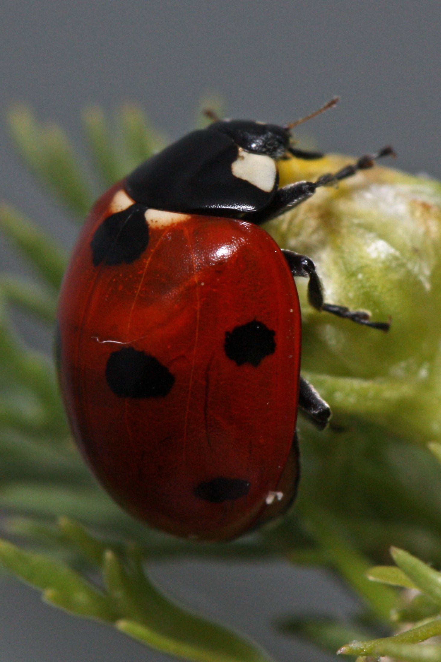 Coccinella septempunctata 7809 cropped