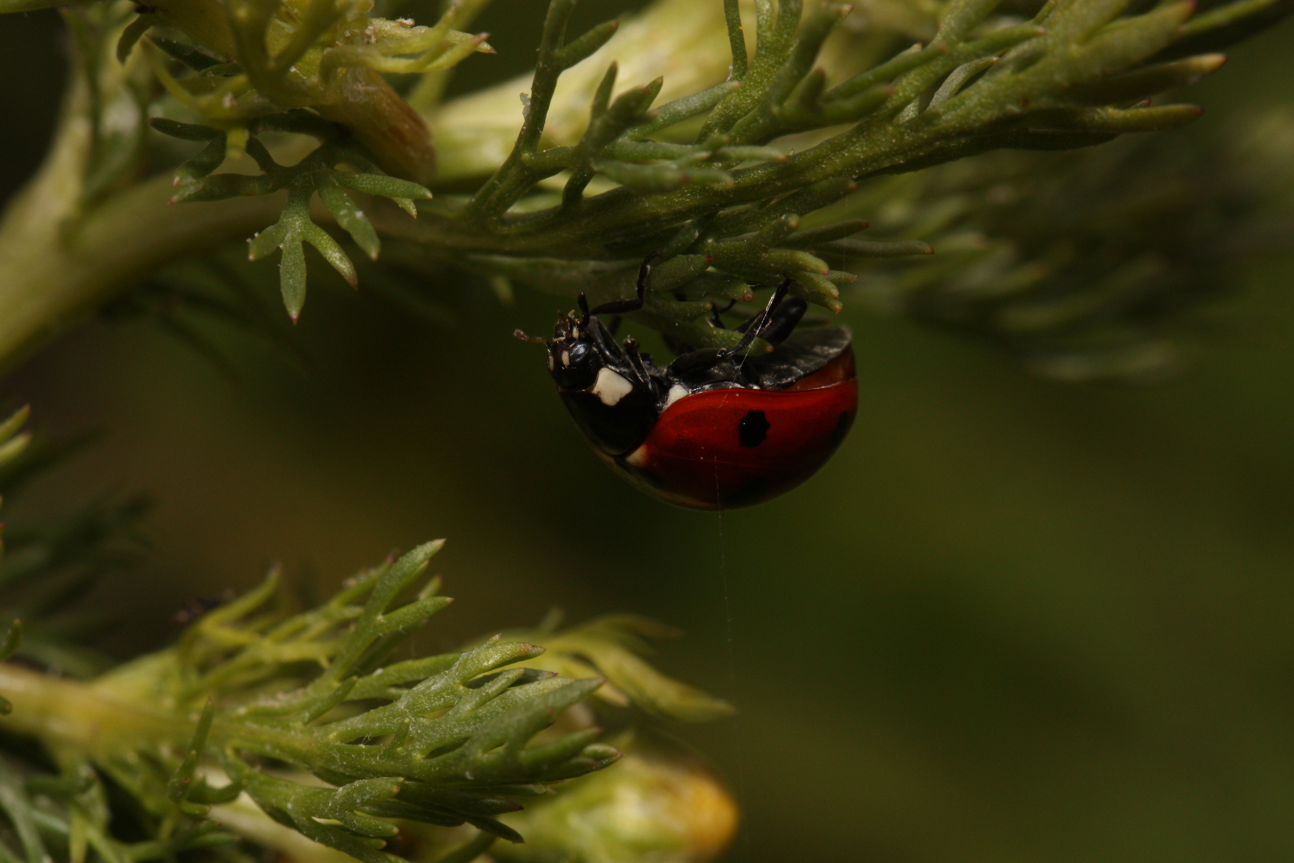 Coccinella septempunctata 7812