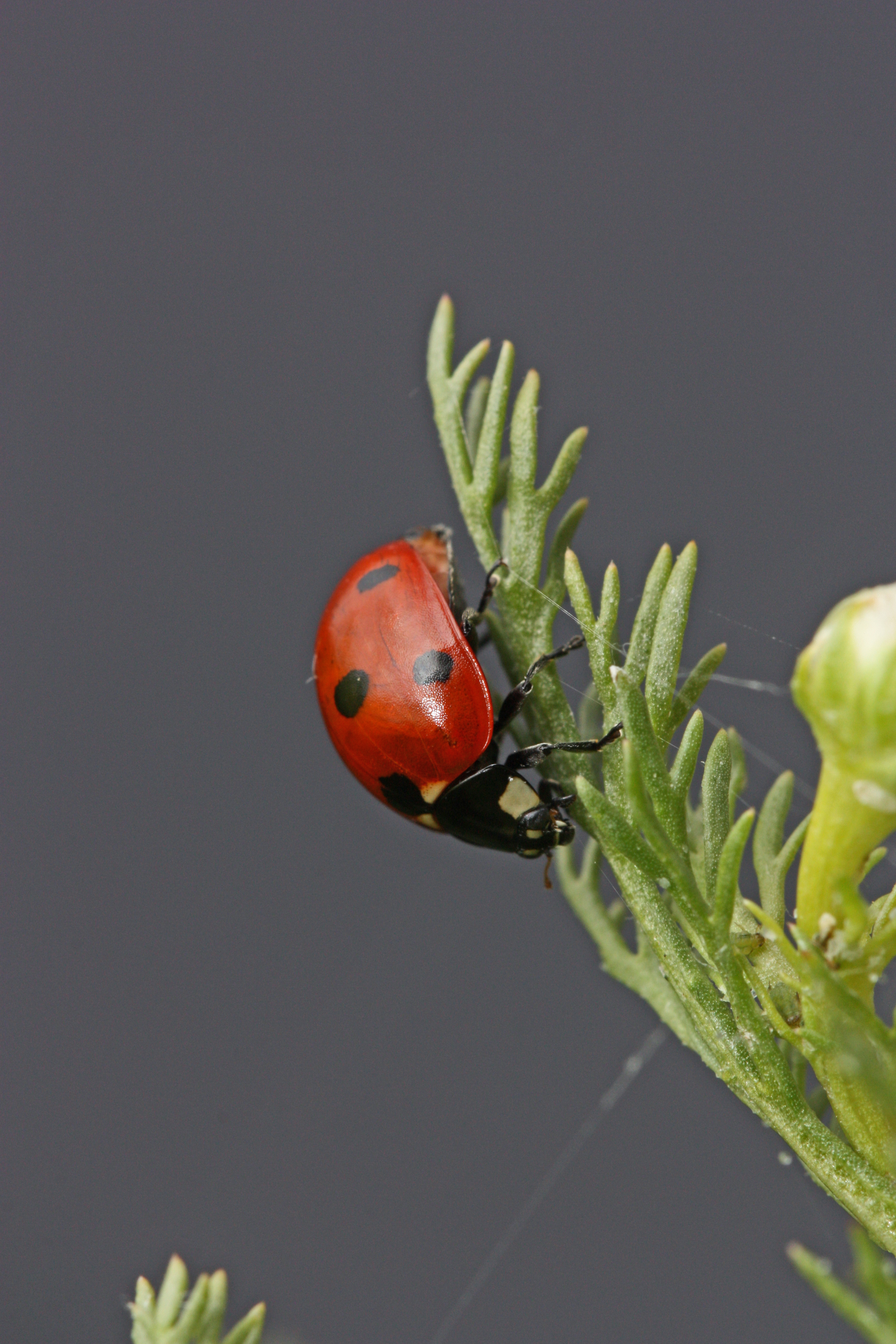 Coccinella septempunctata 7822