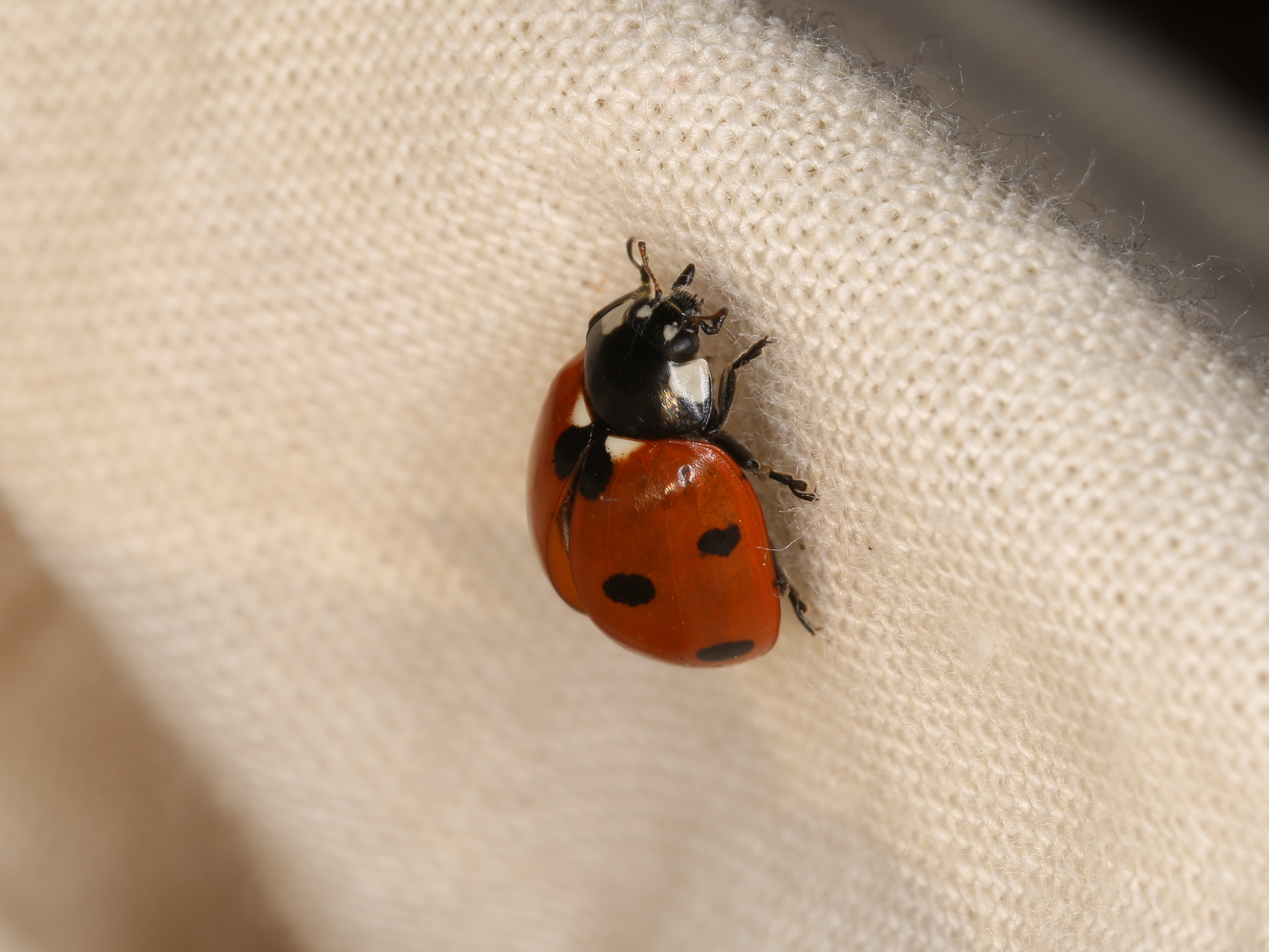 Coccinella septempunctata (43079797132)