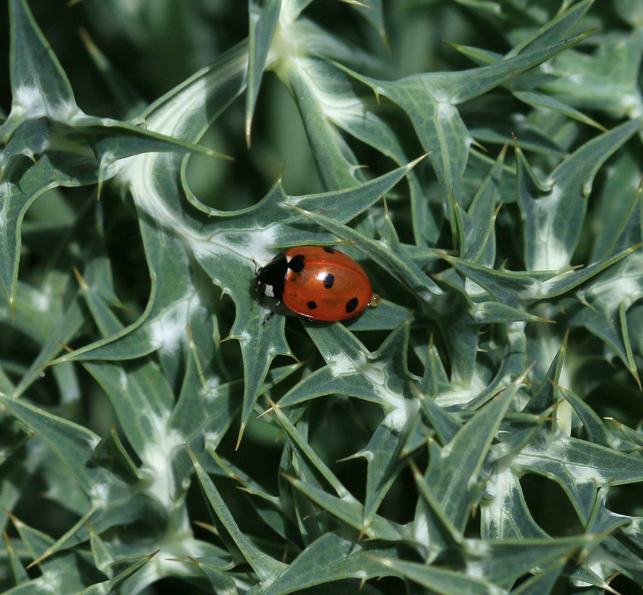 Coccinella septempunctata - Flickr - S. Rae (1)