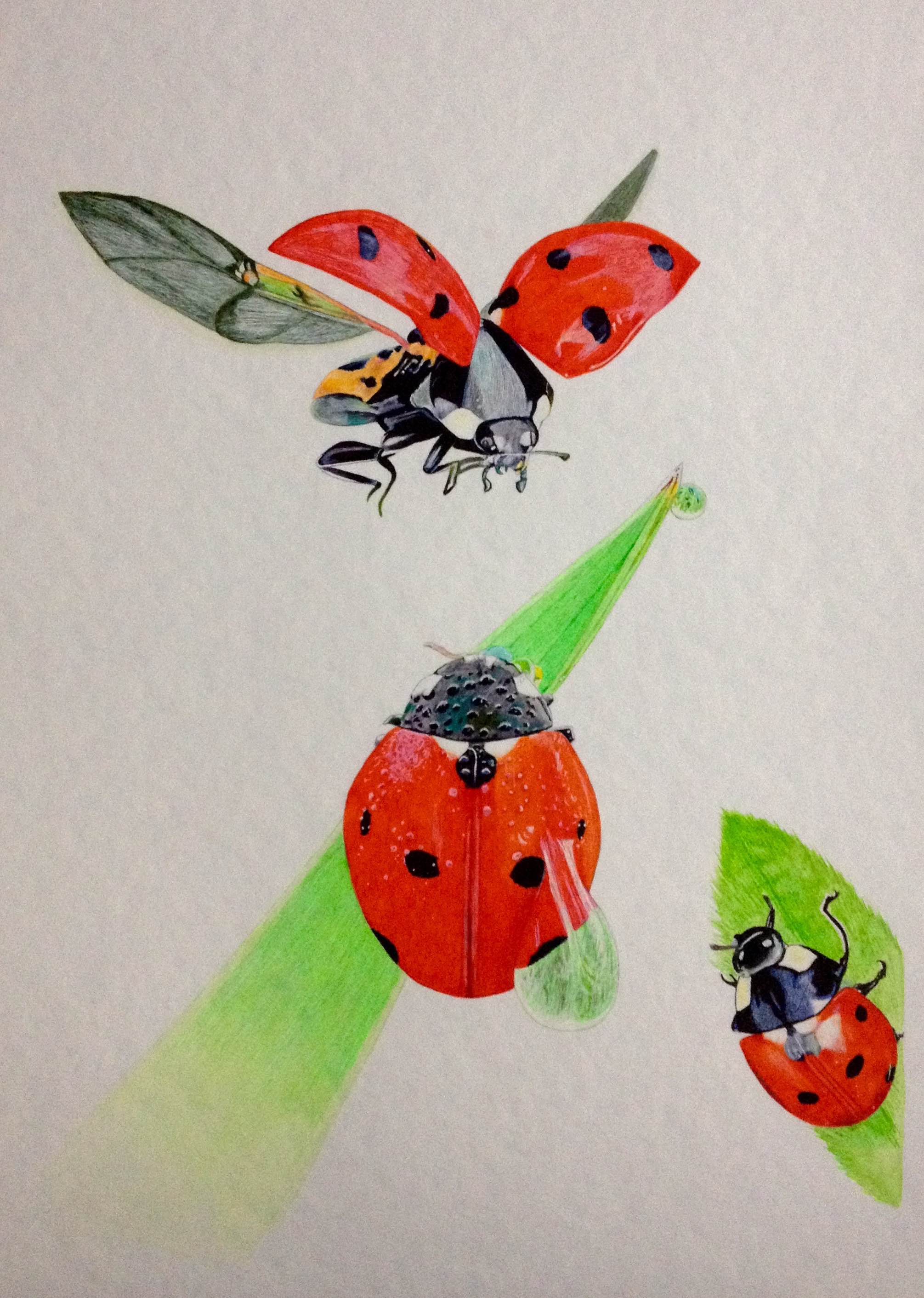Coccinella septempunctata ( Mariquita de siete puntos ) - Alejandro Lara Zorrilla