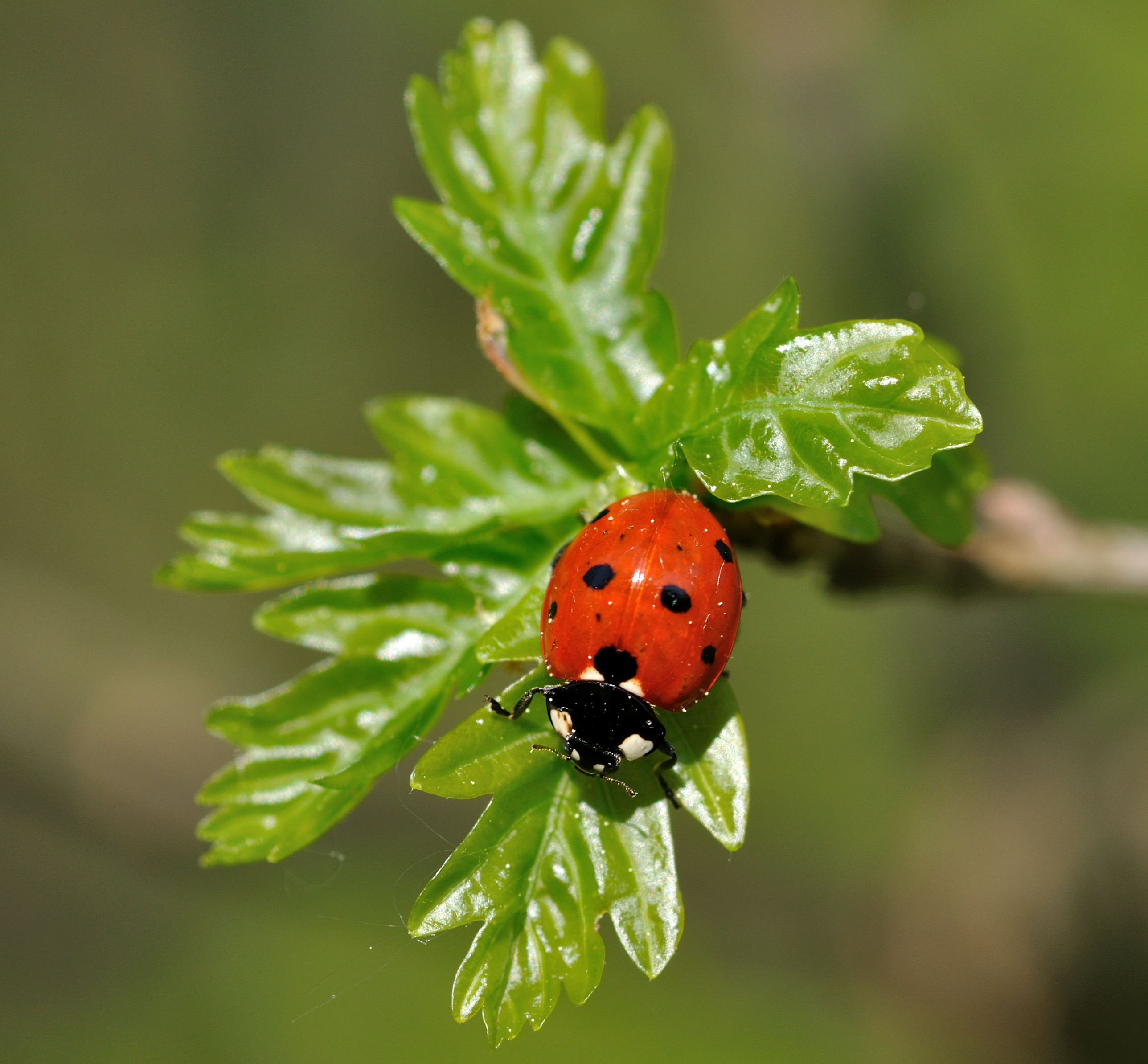 Coccinella septempunctata qtl1