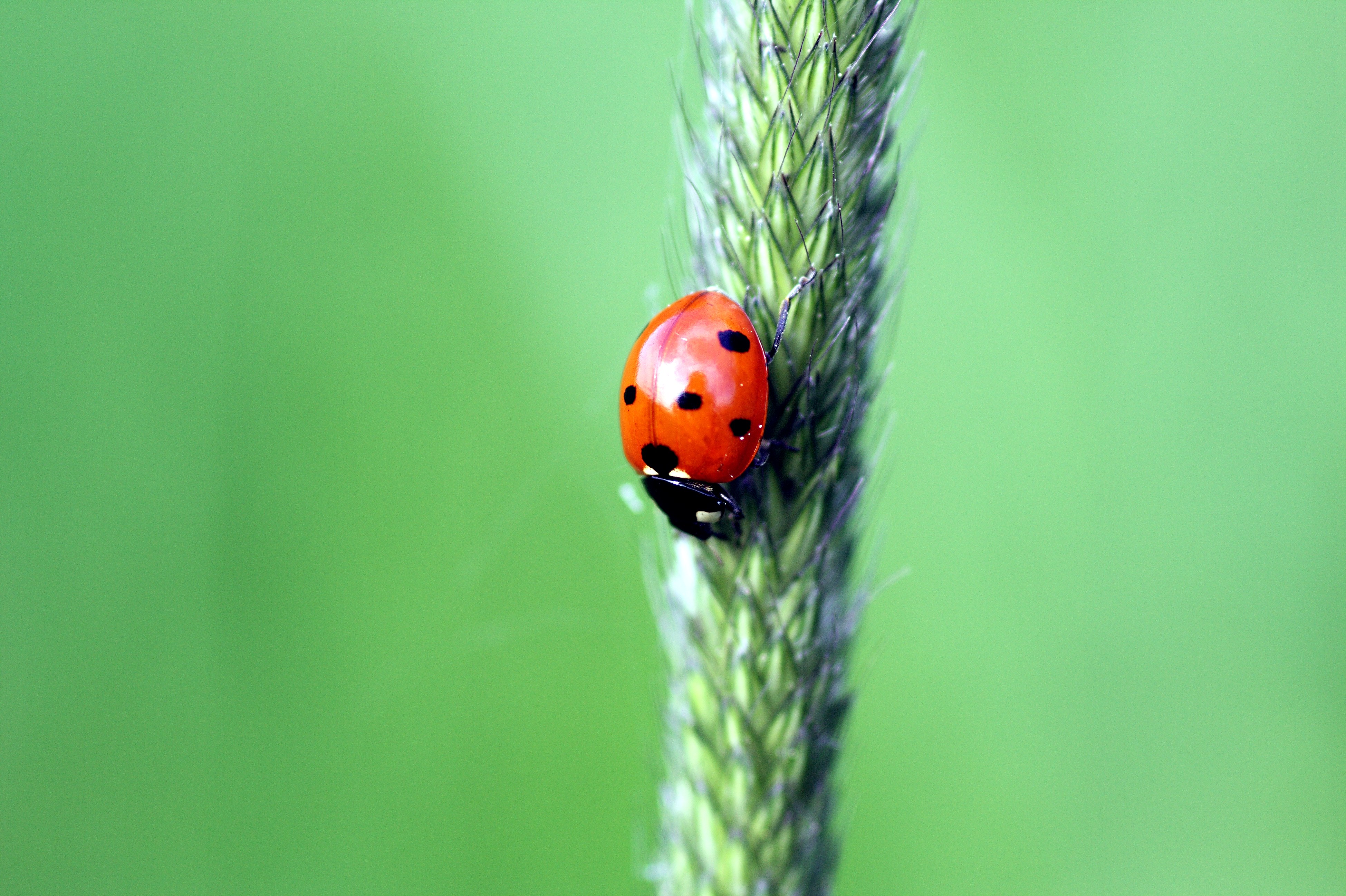Coccinella septempunctata seitsetäpp-lepatriinu estonia