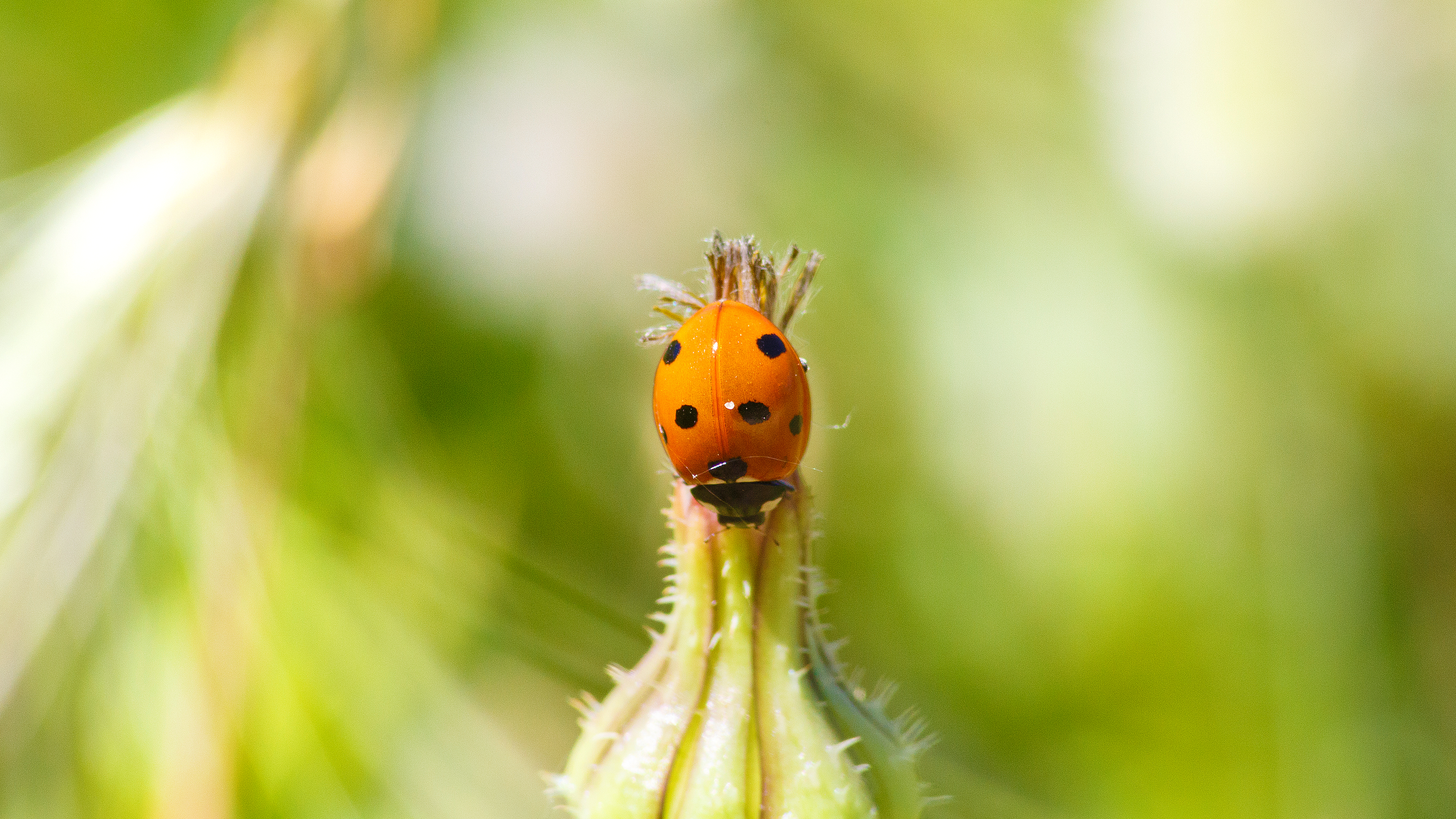 Coccinelle à 7 points (17834482625)