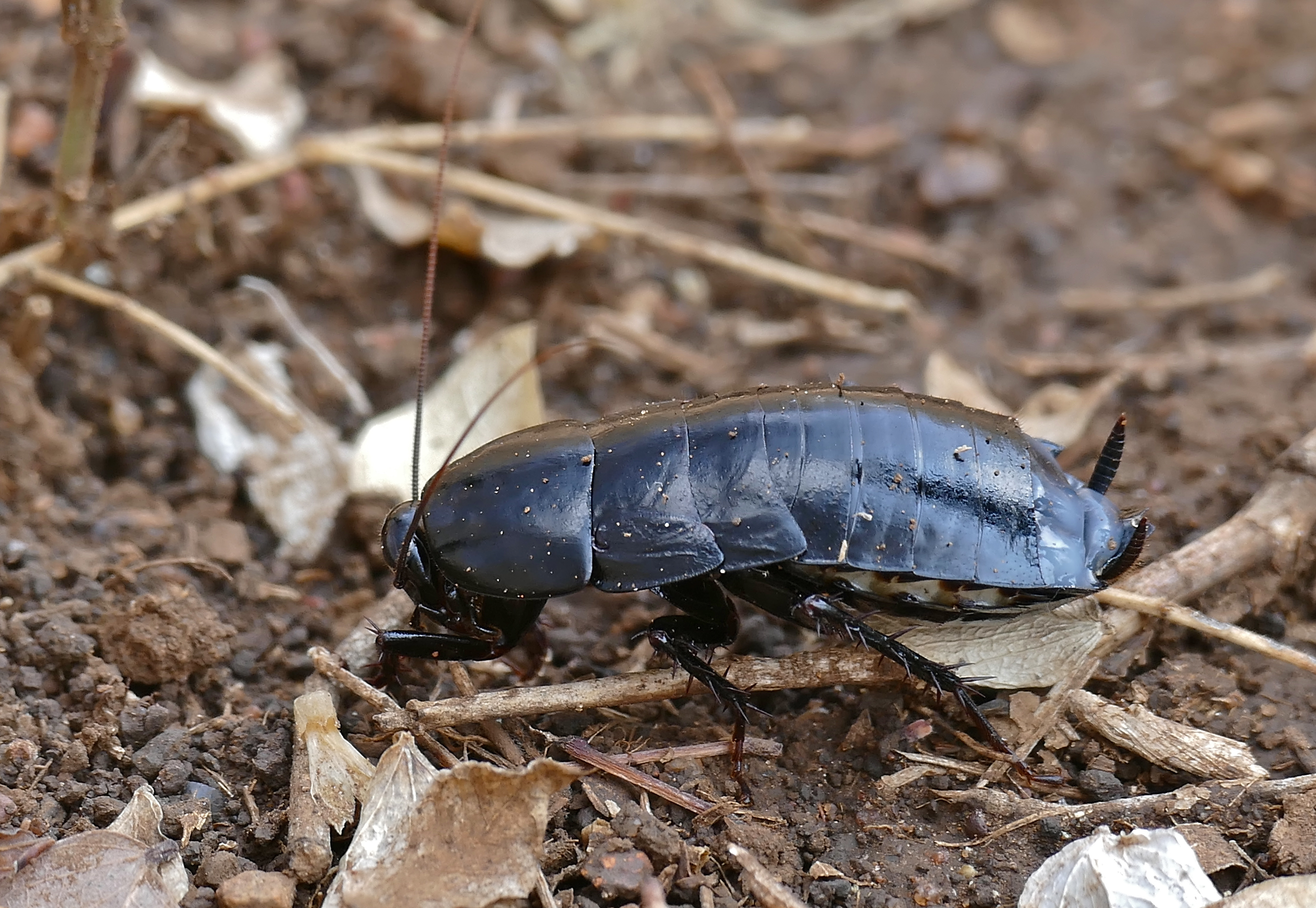 Cockroach nymph (Pseudoderopeltis ?, Blattidae) (32262503421)