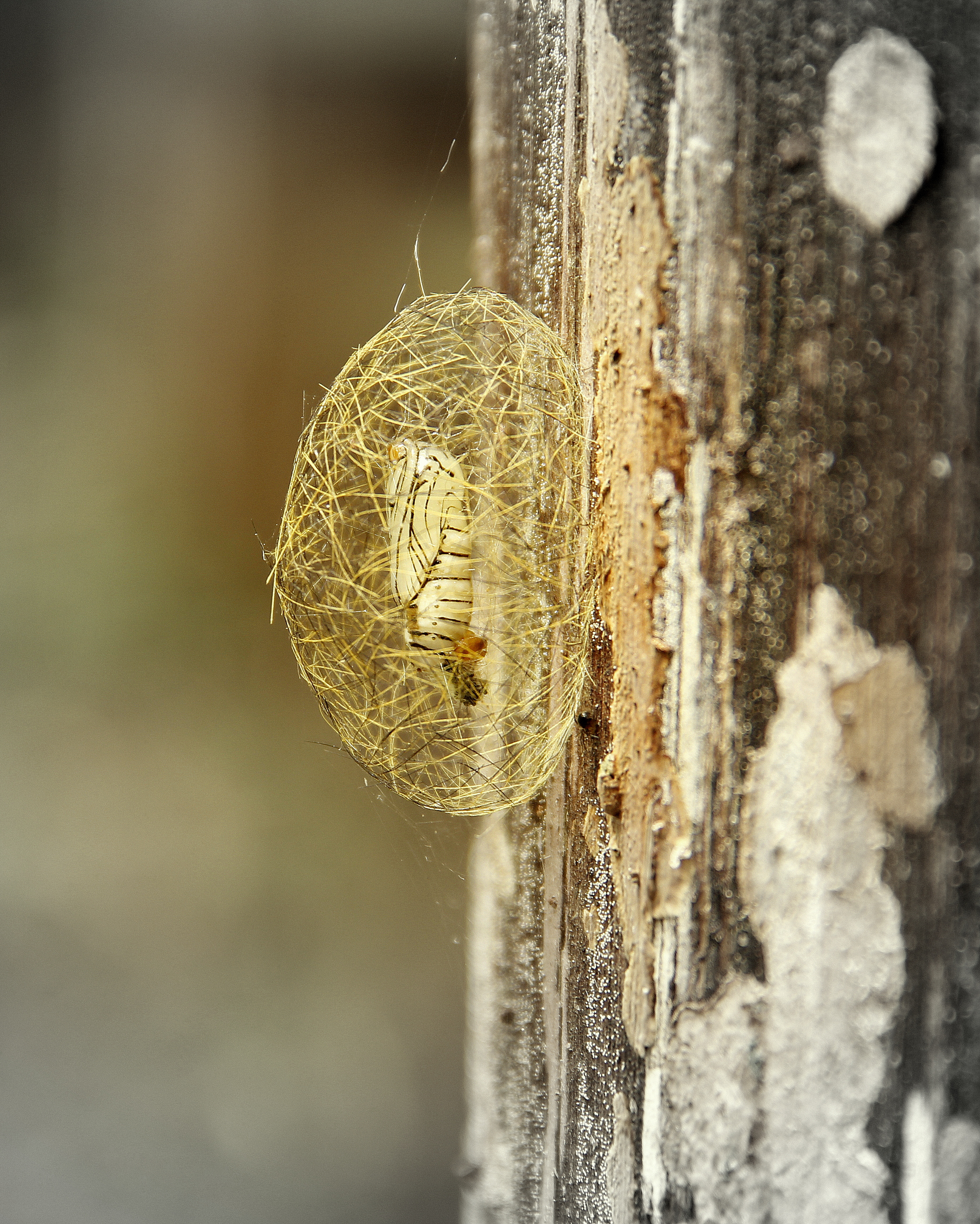 Cocoon on tree