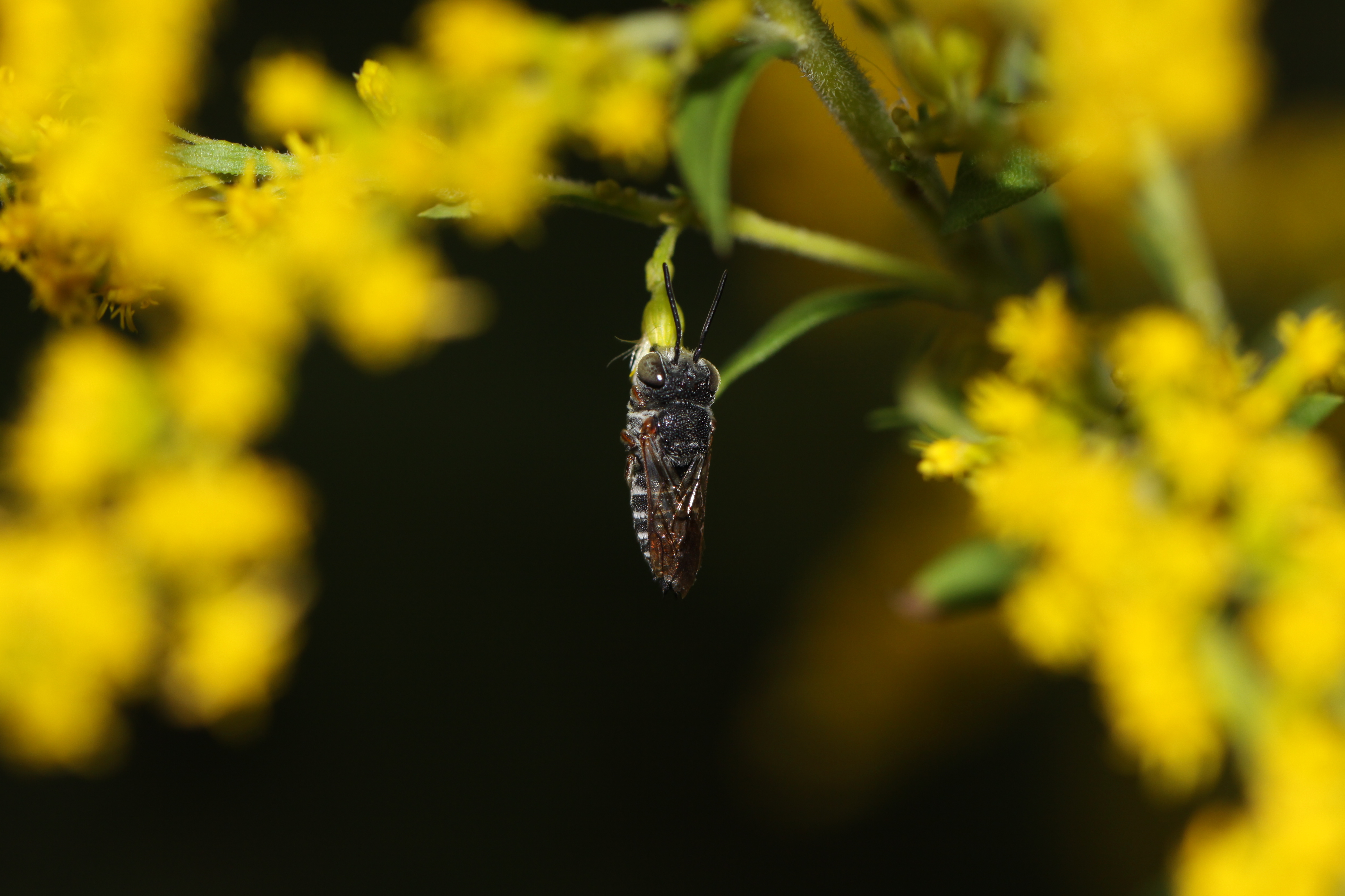 Coelioxys octodentata, Julie Metz Wetlands, Woodbridge, Virginia - 6009131570