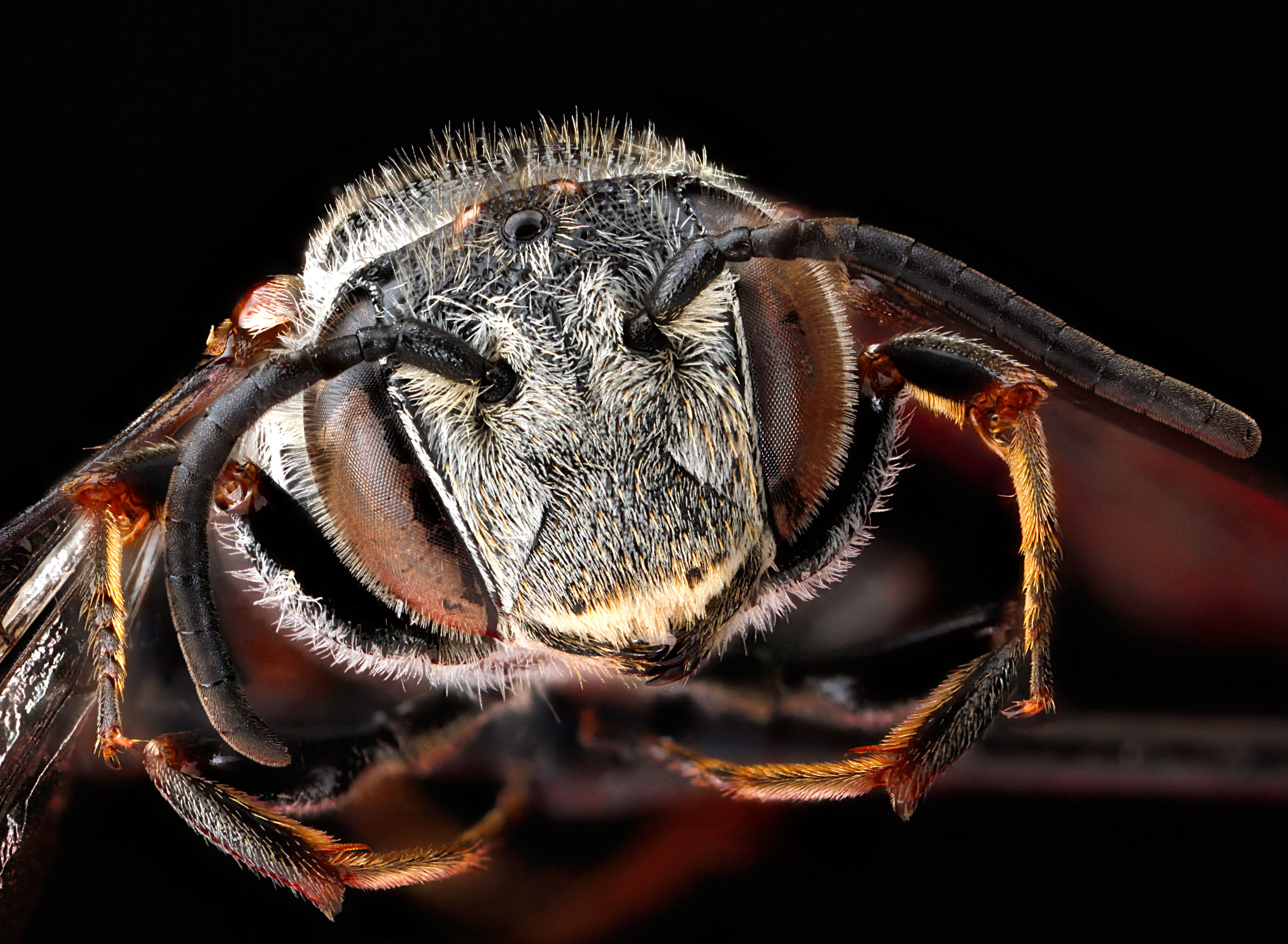Coelioxys sayi face