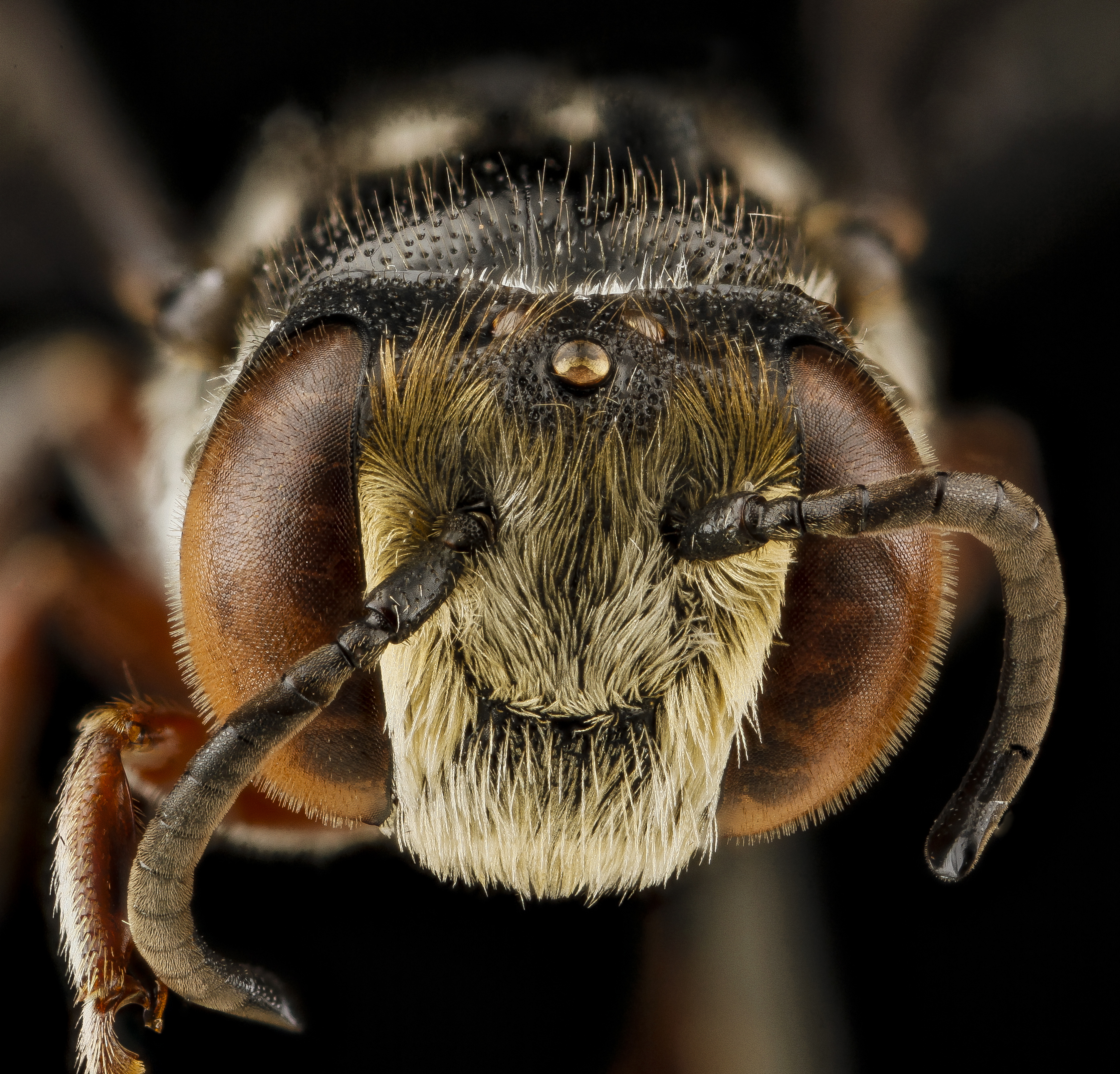 Coelioxys vigilans m face