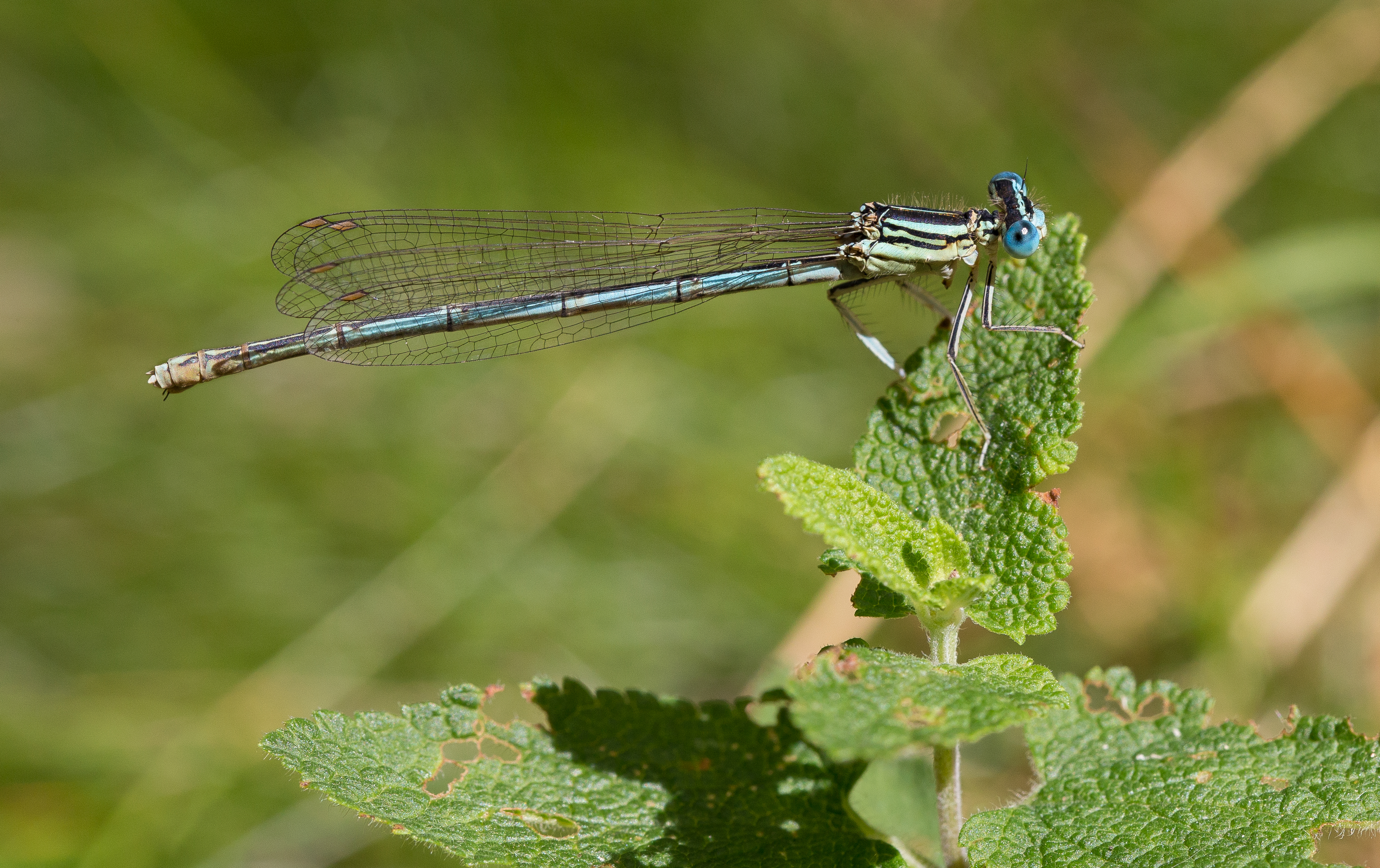 Coenagrion Echandes