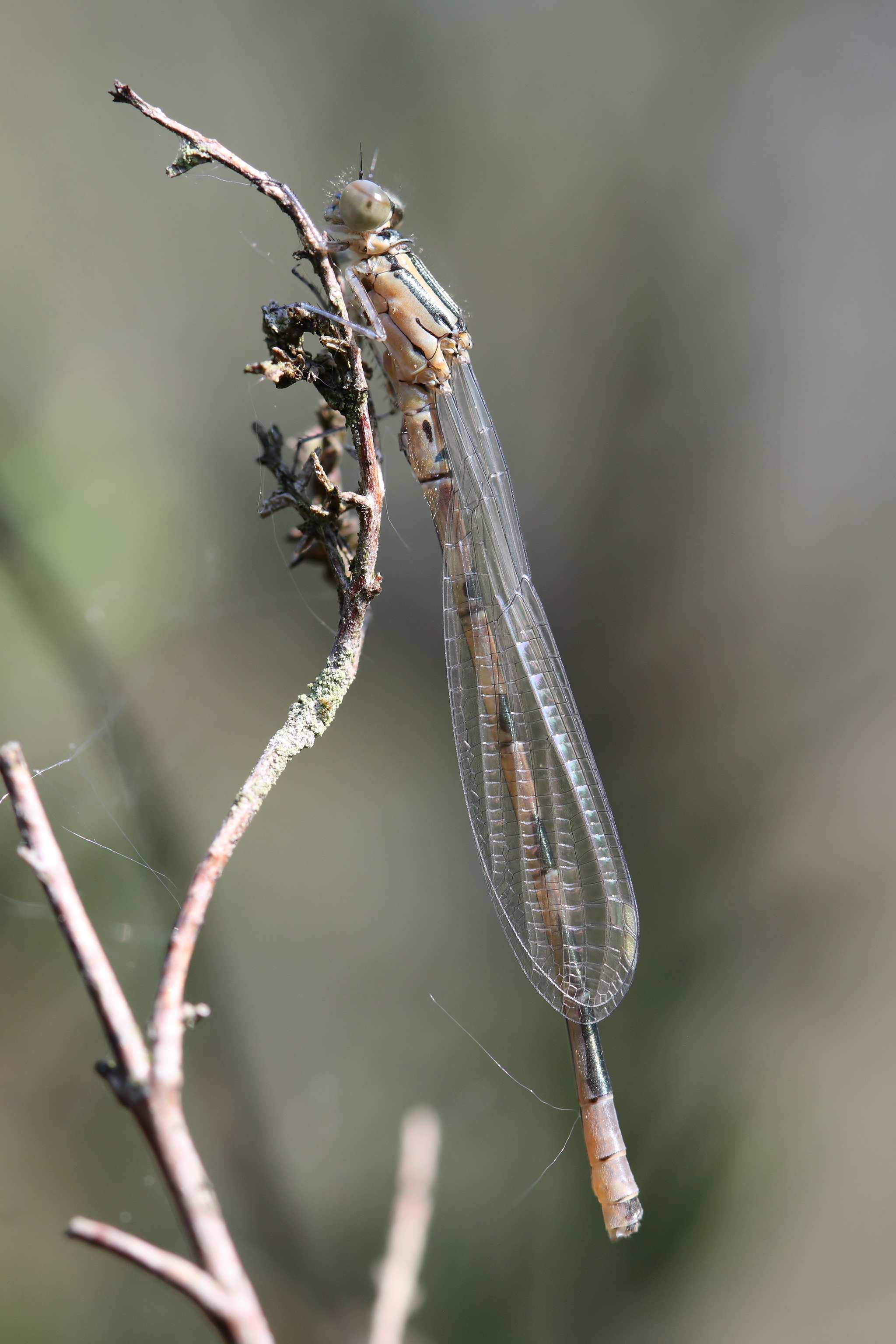 Coenagrion hastulatum 2(loz)