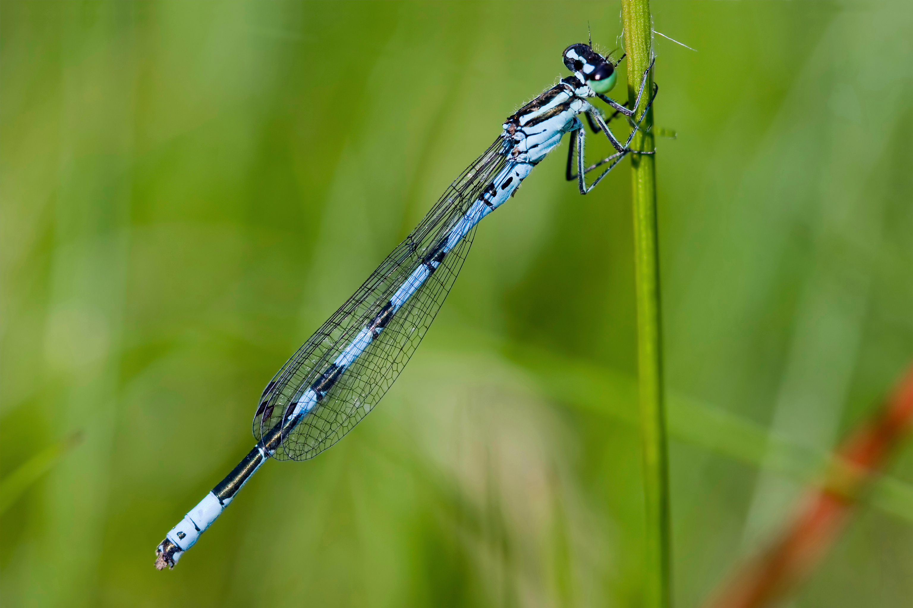 Coenagrion hastulatum 3(loz)