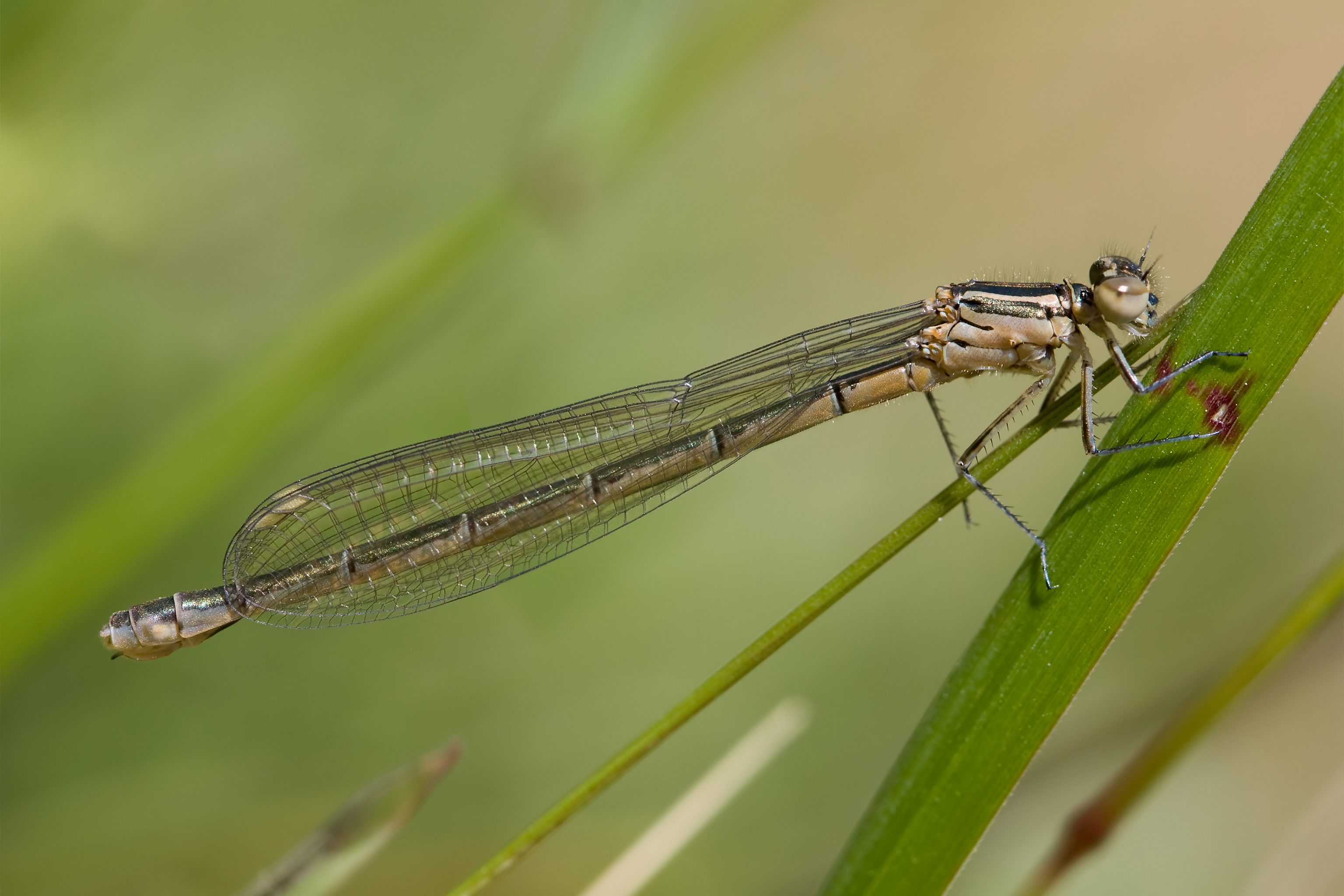 Coenagrion hastulatum 4(loz)