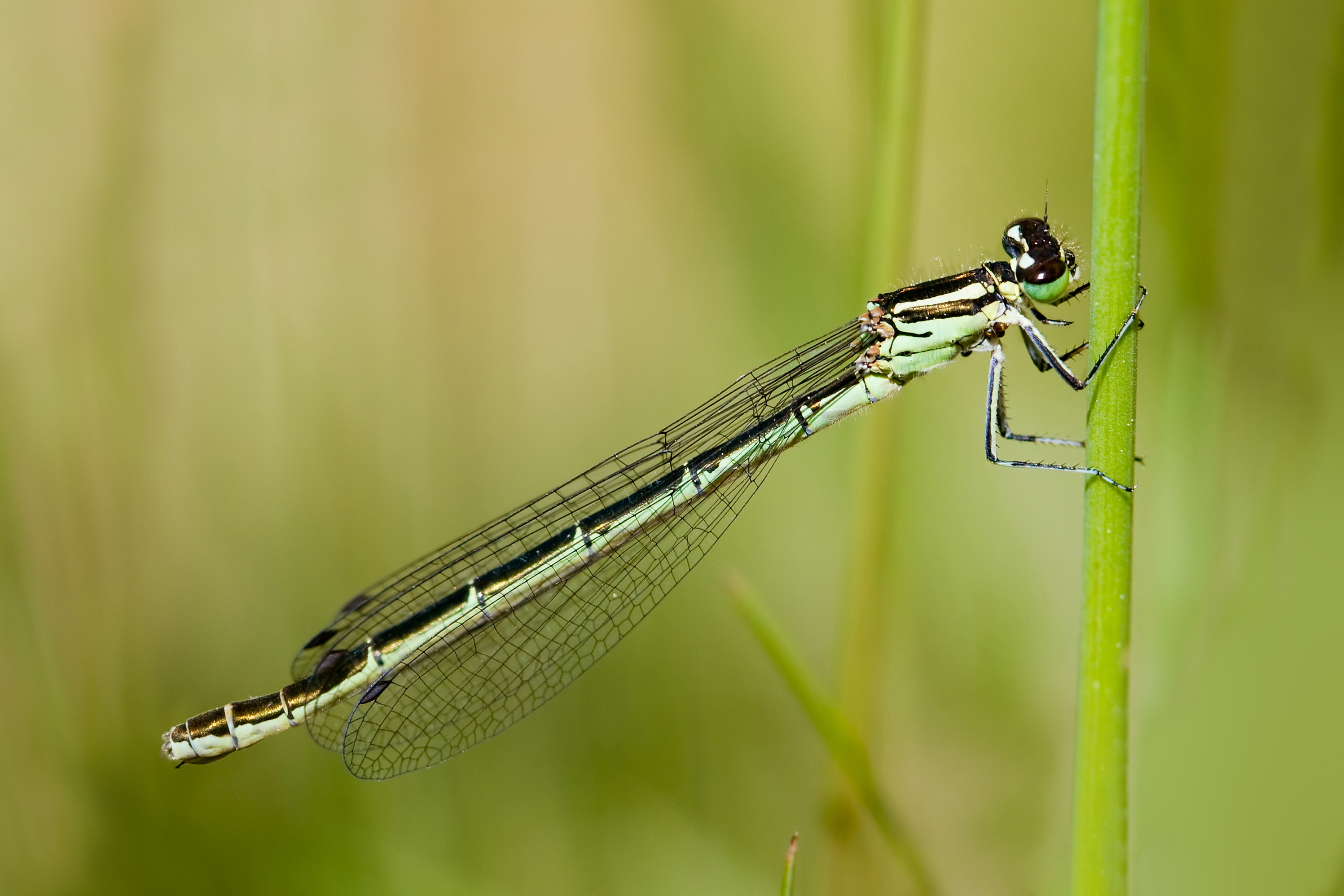 Coenagrion hastulatum 6(loz)
