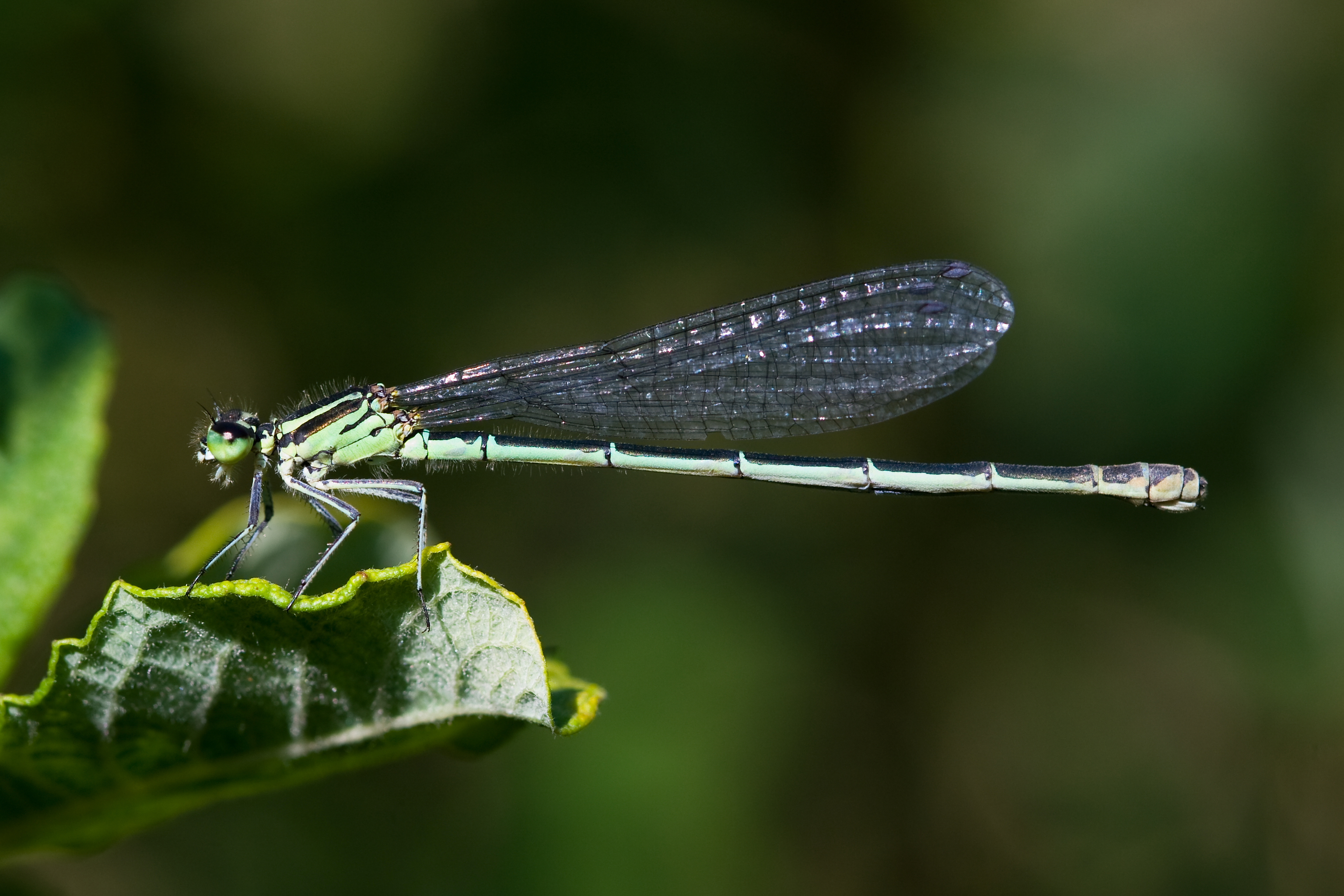 Coenagrion puella 10(loz)