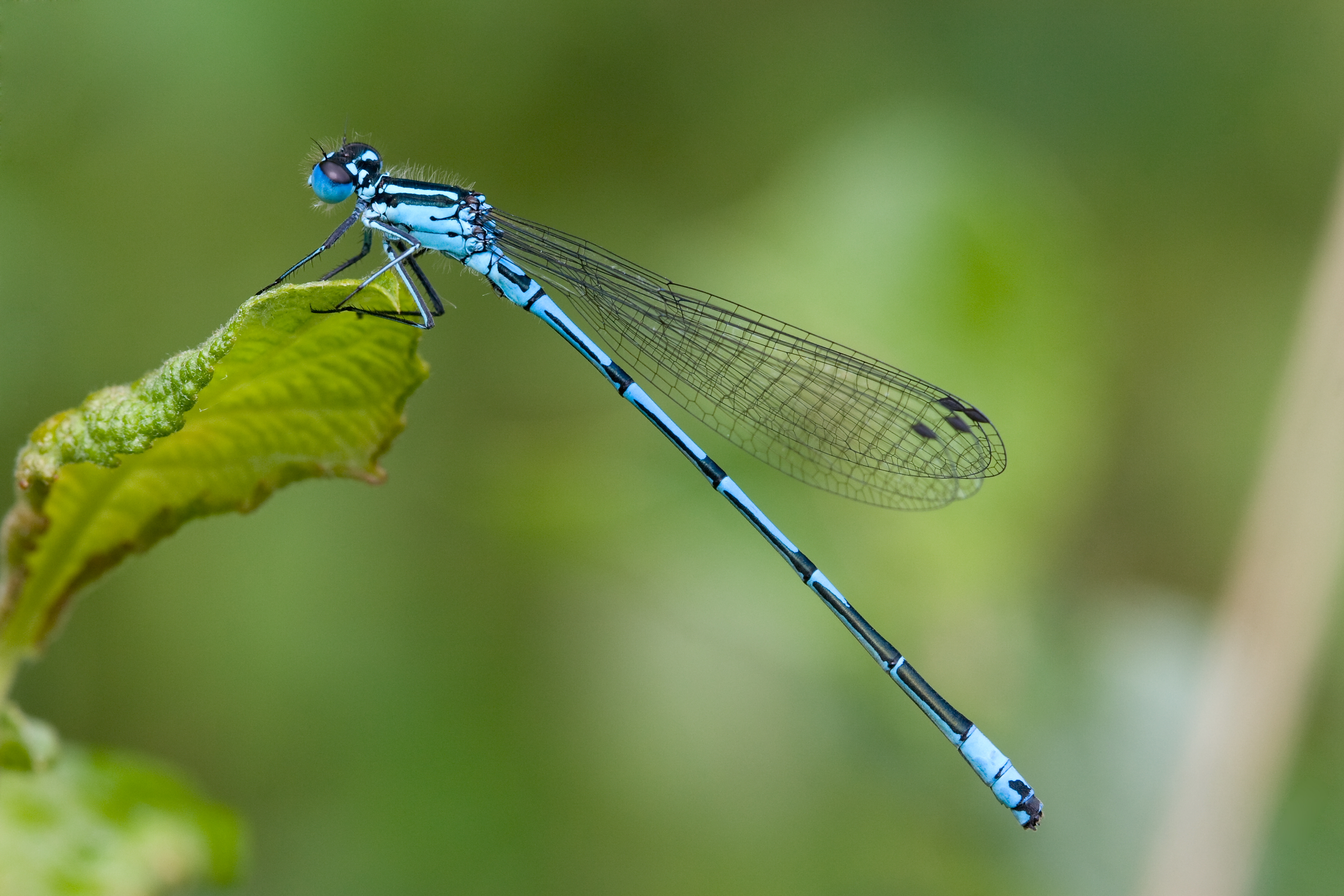 Coenagrion puella 15(loz)