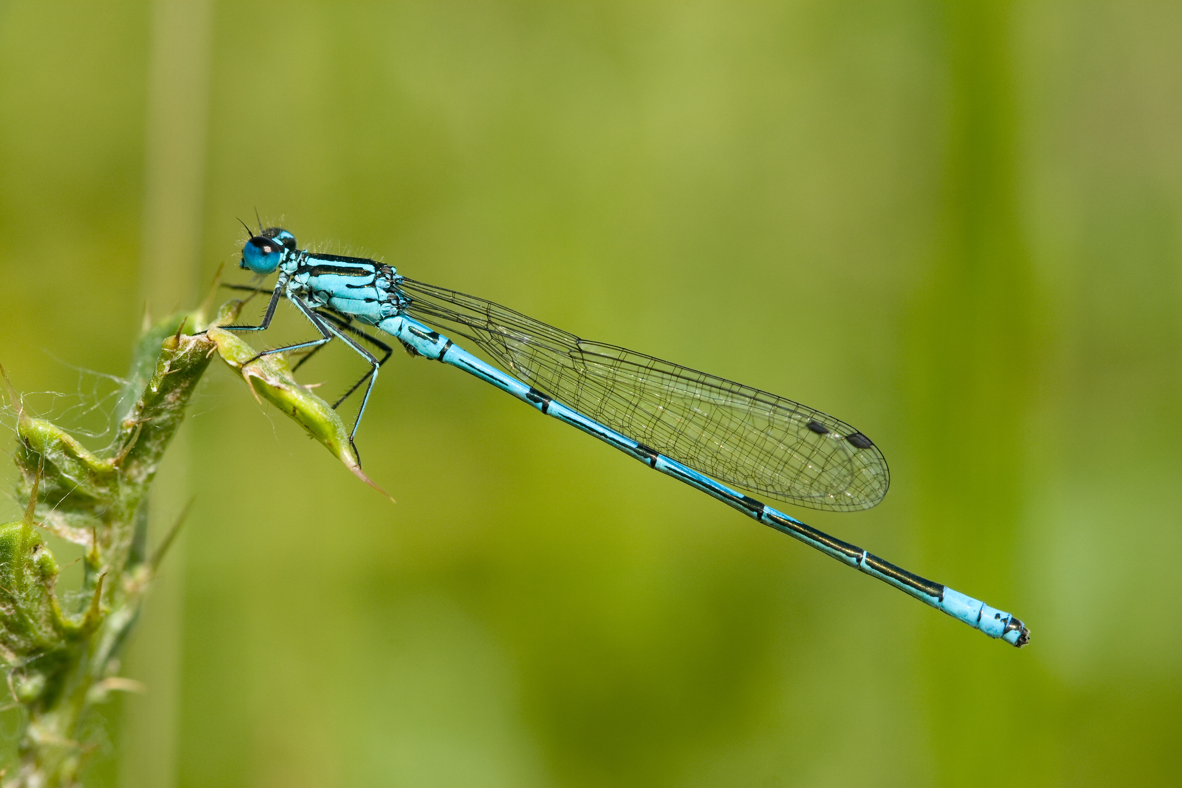 Coenagrion puella 16(loz)