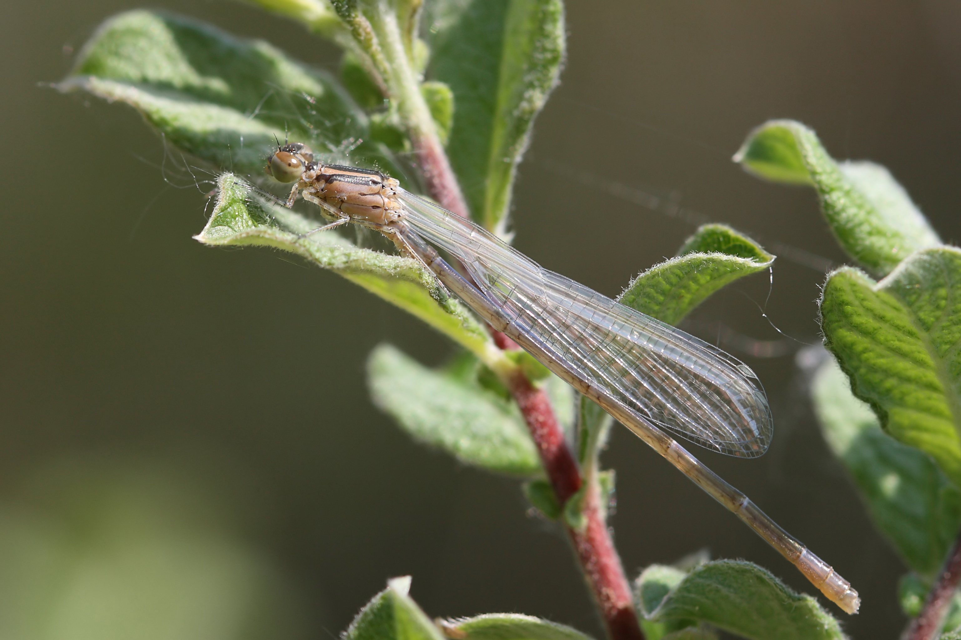 Coenagrion puella 1(loz)
