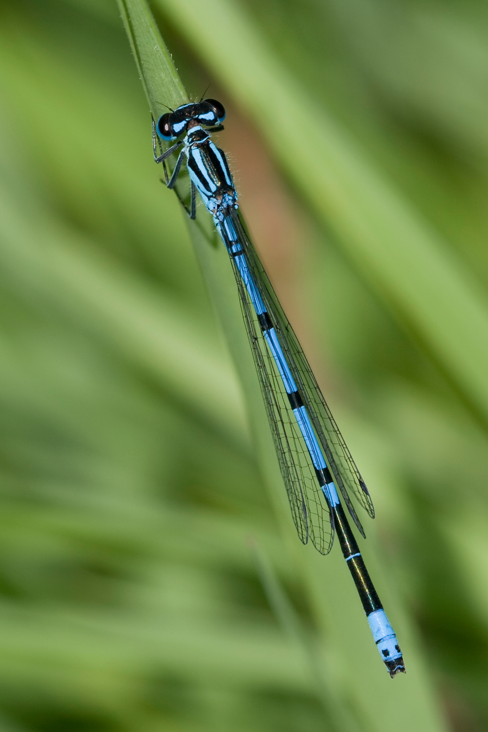 Coenagrion puella 2(loz)
