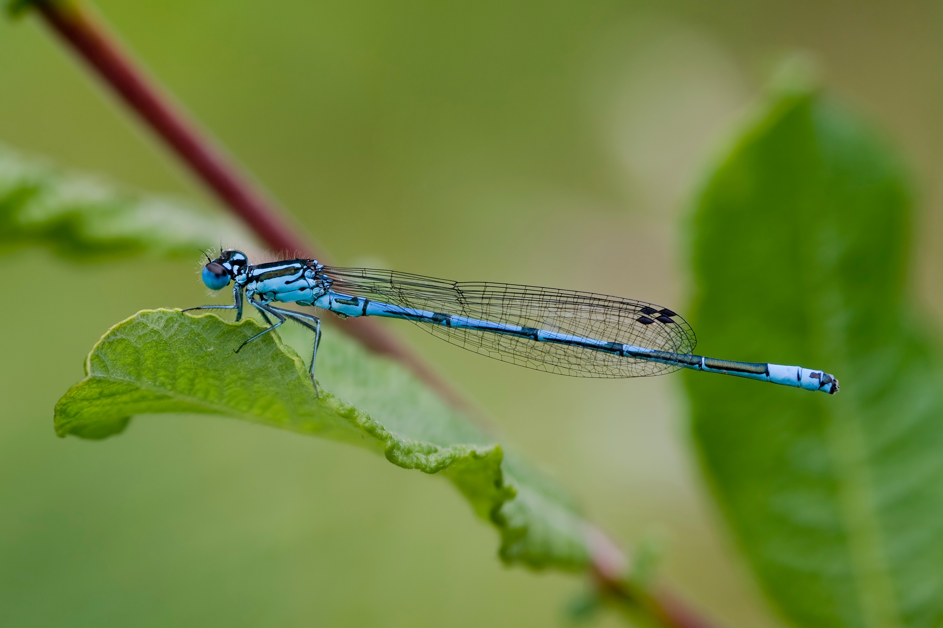 Coenagrion puella 3(loz)