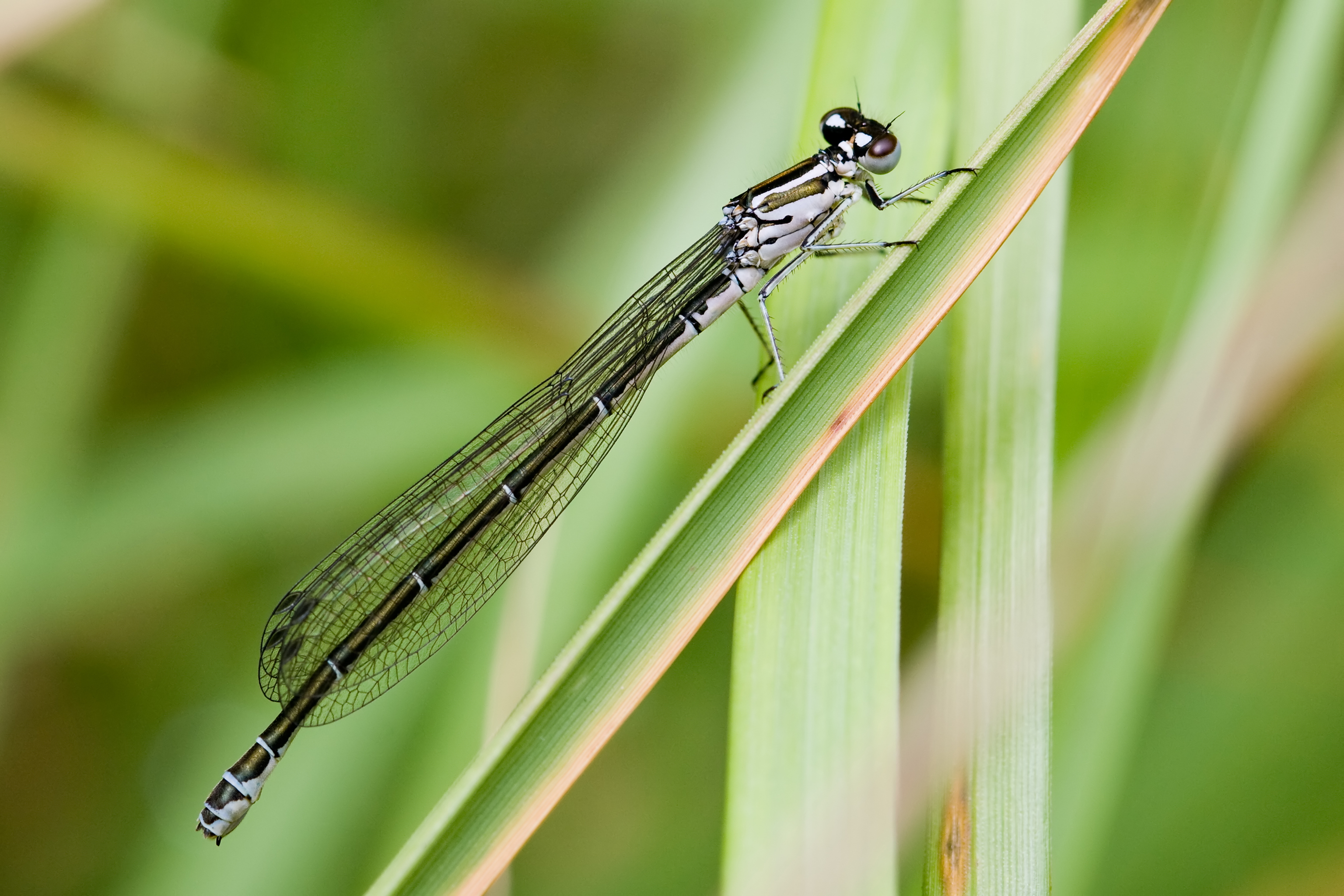 Coenagrion puella 4(loz)