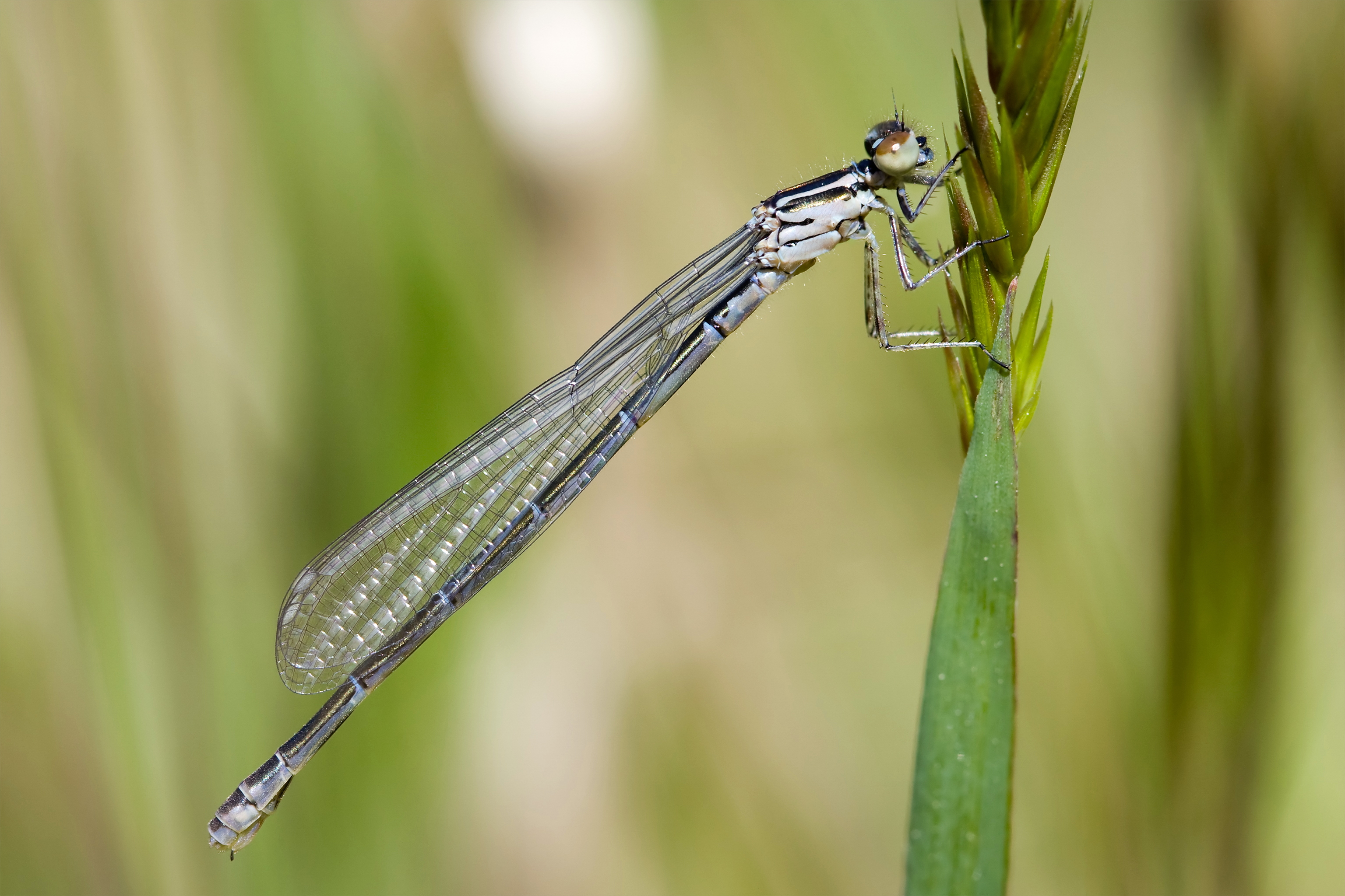 Coenagrion puella 5(loz)