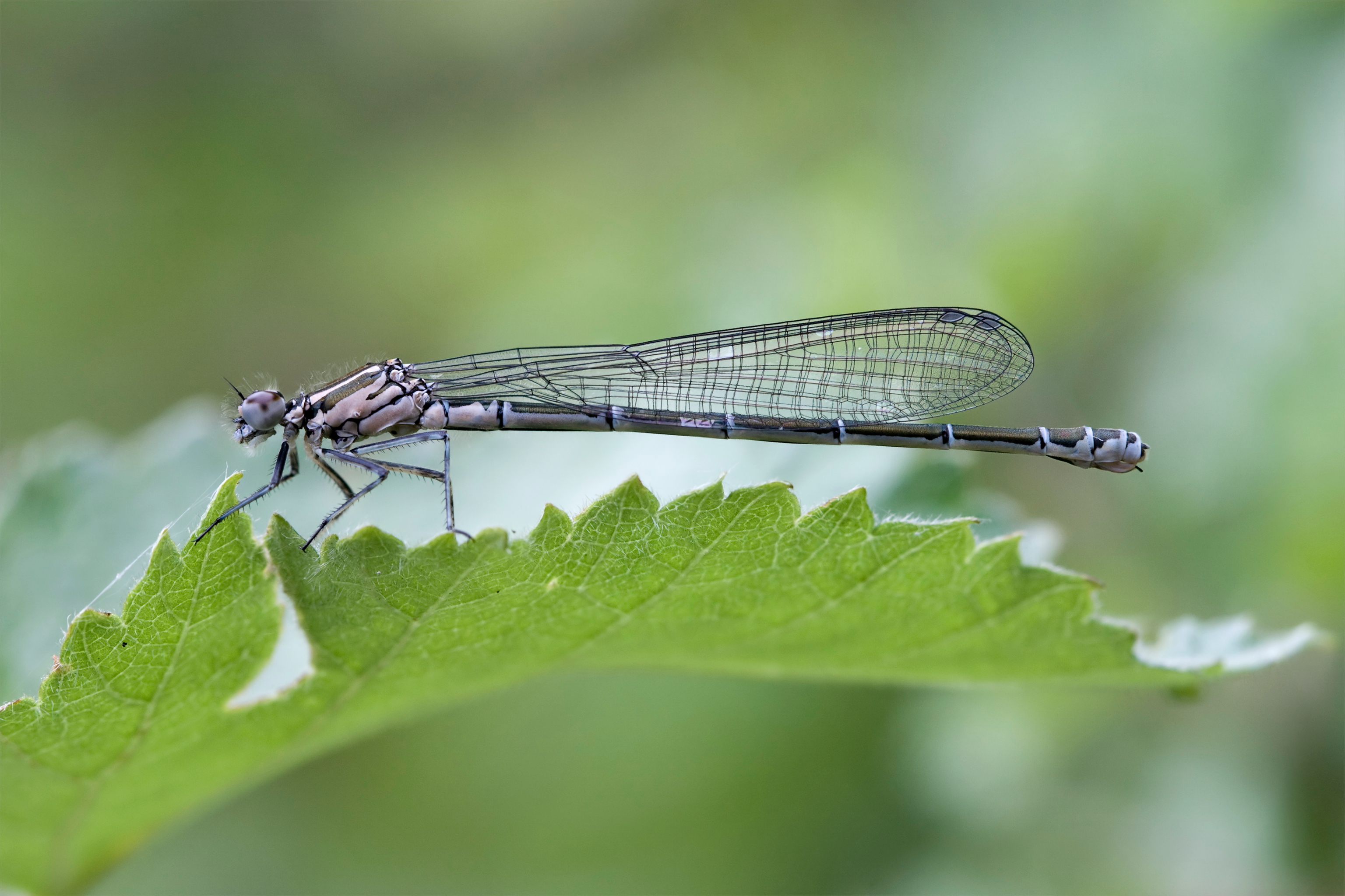Coenagrion puella 6(loz)