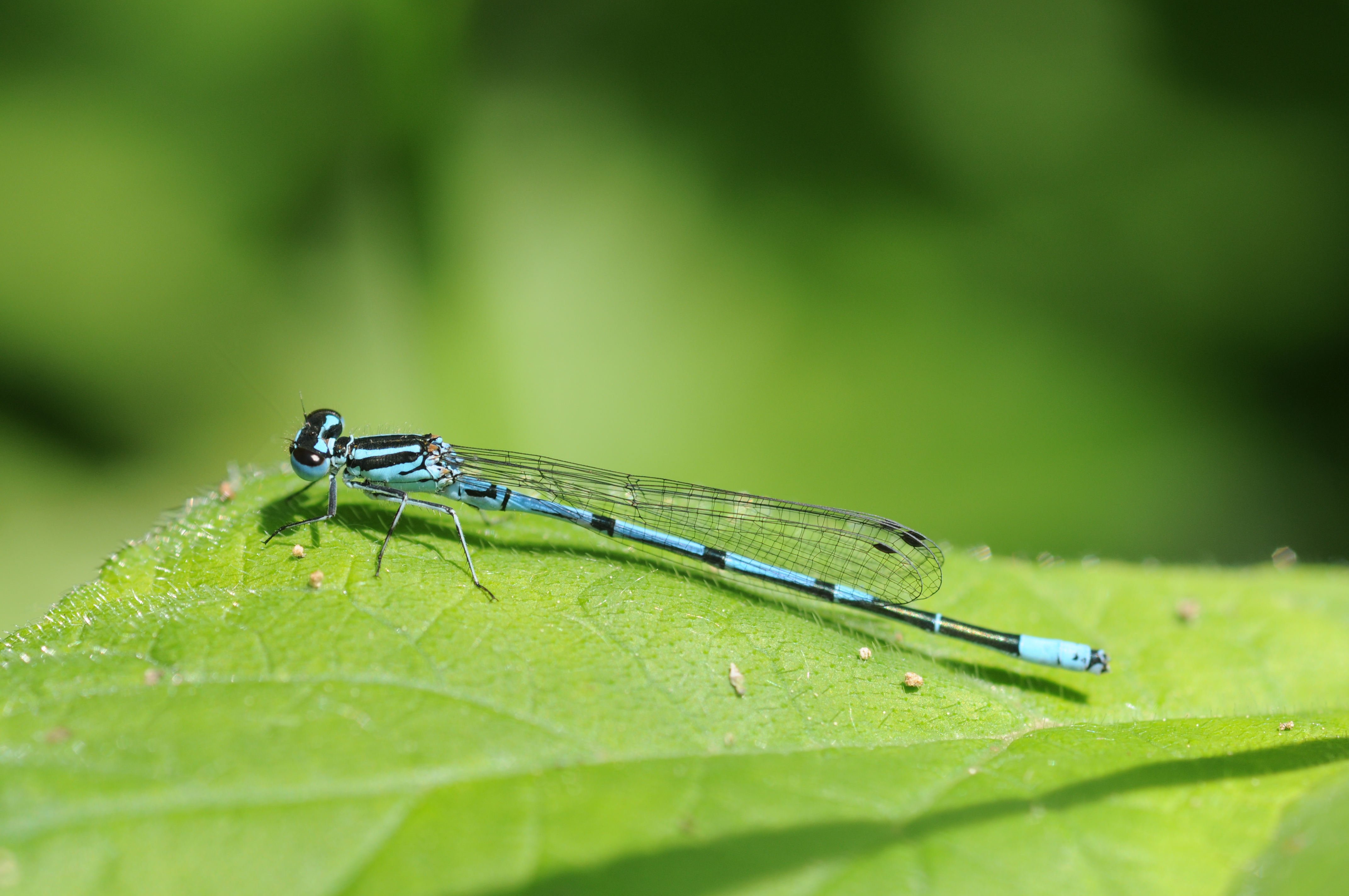 Coenagrion puella (1)