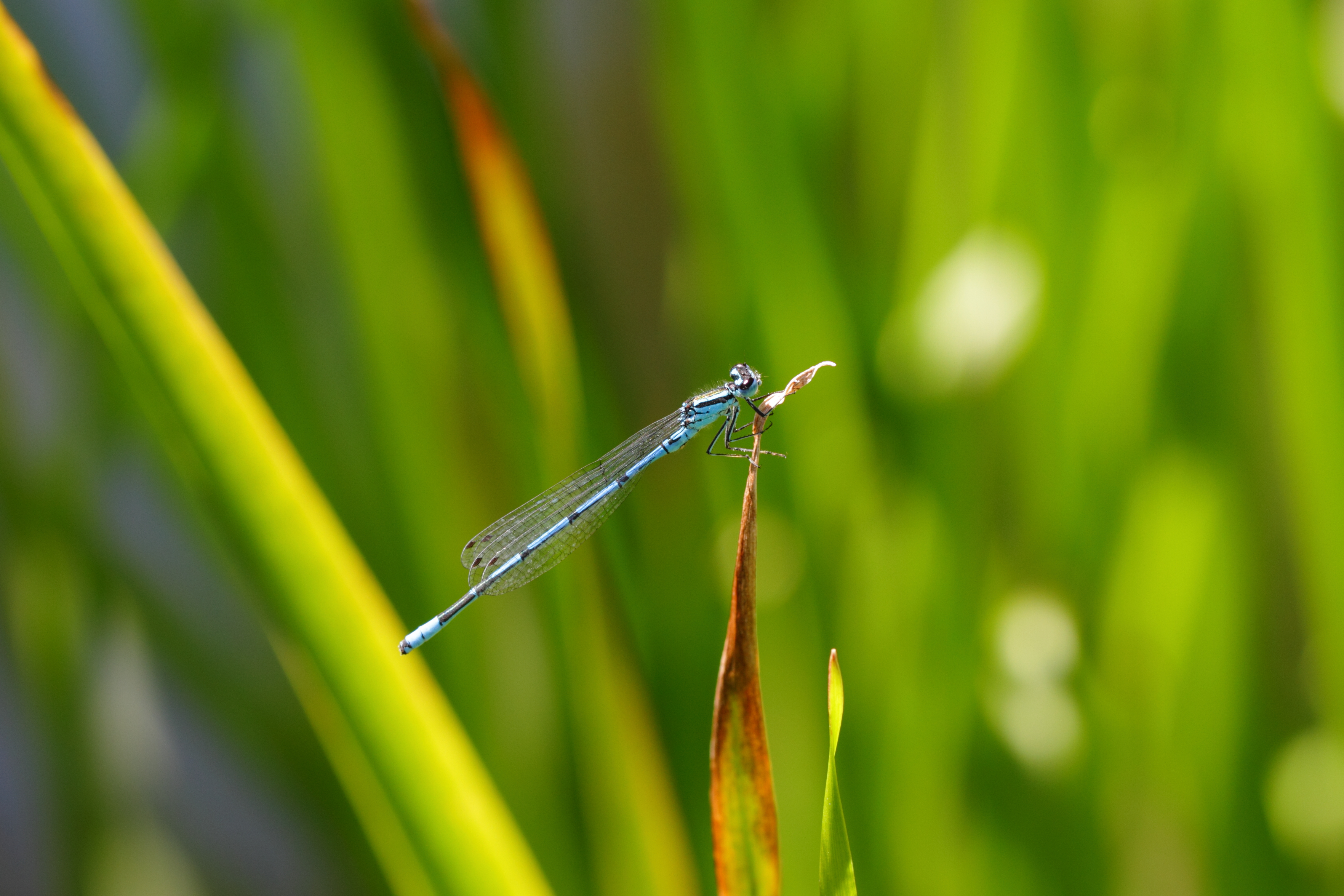 Coenagrion puella - Tiergarten Schönbrunn