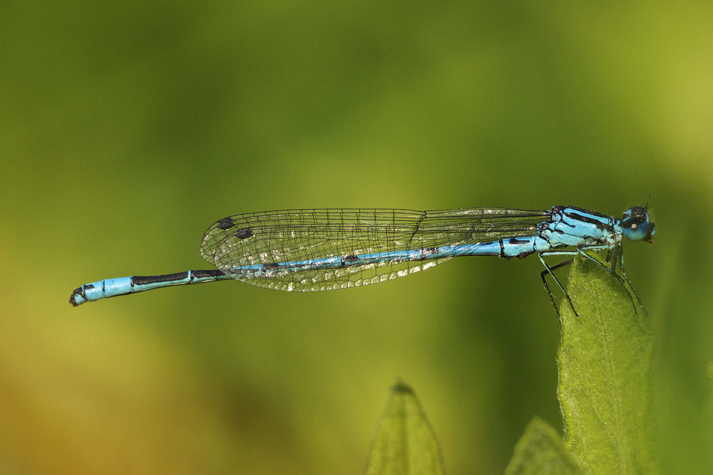 Coenagrion puella LC0315
