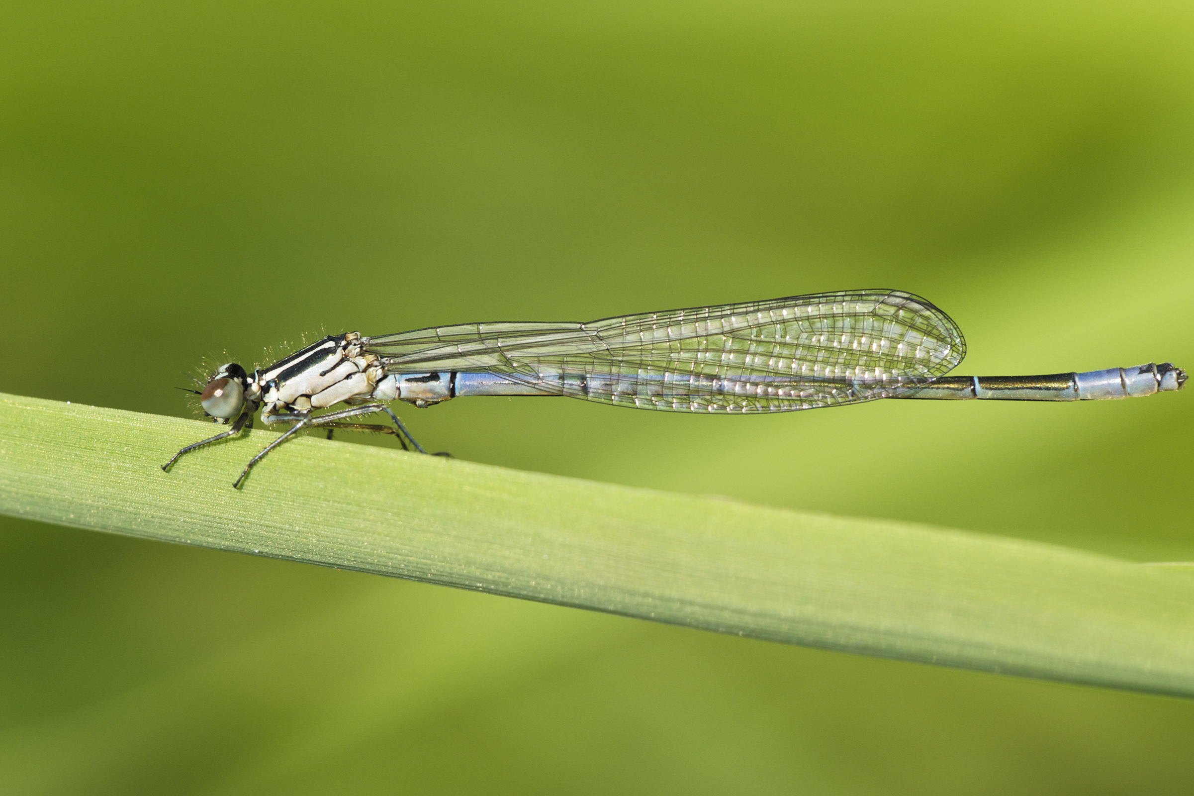 Coenagrion puella LC0336