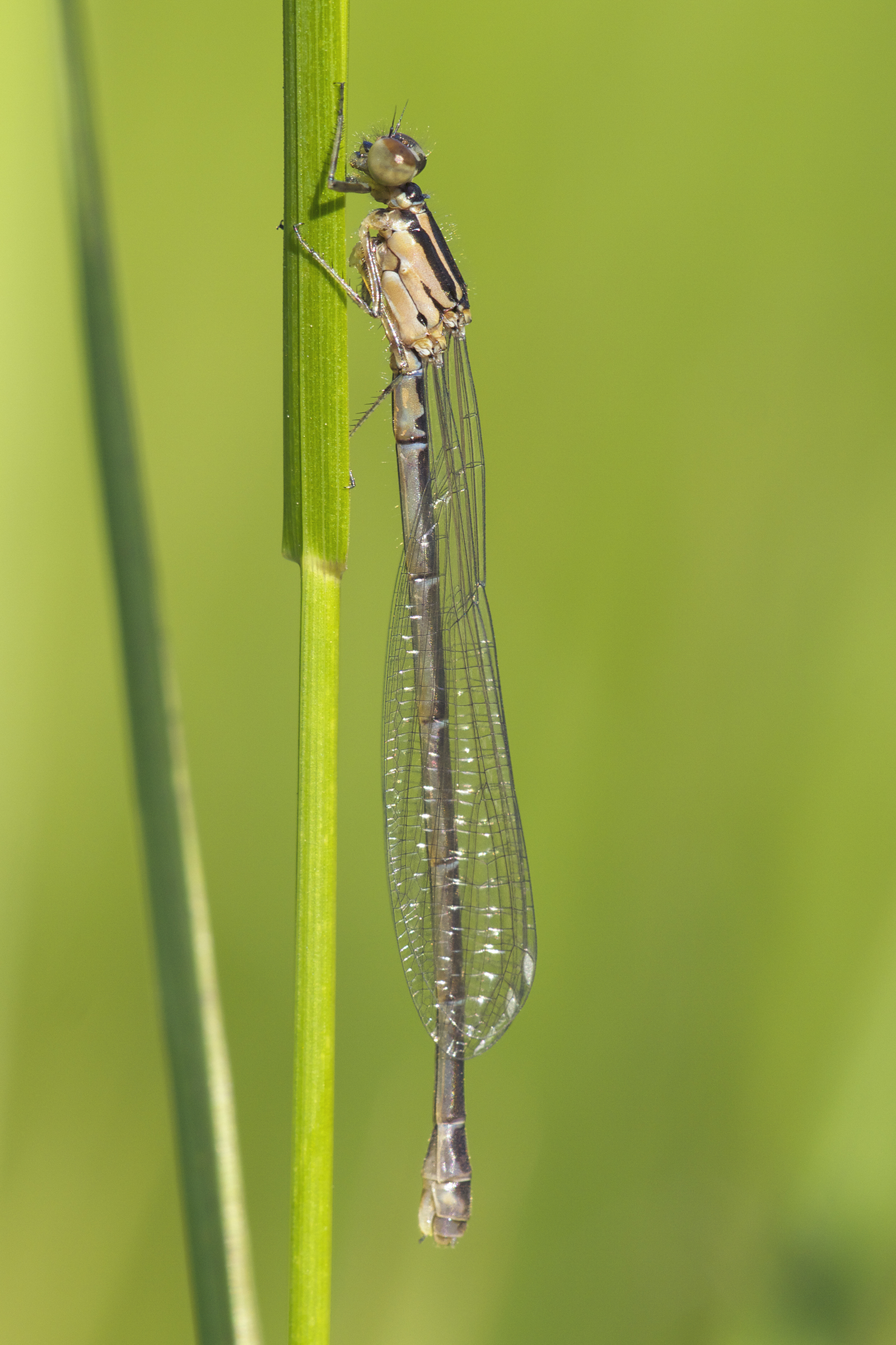 Coenagrion puella LC0362