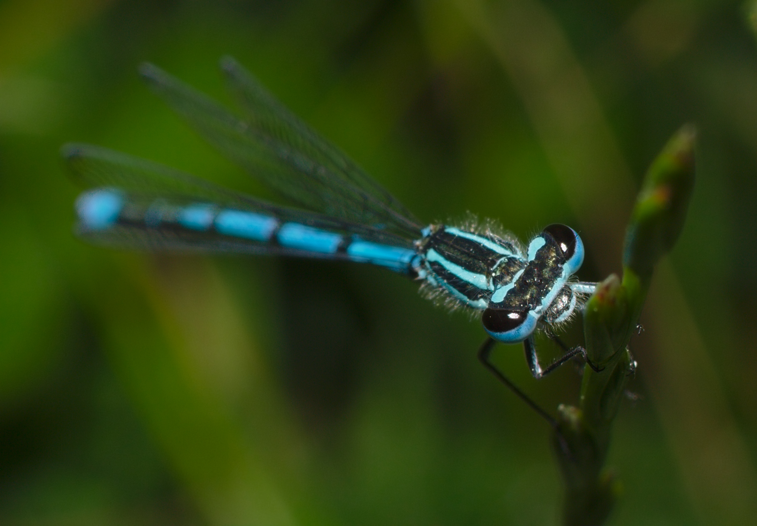 Coenagrion puella on grass