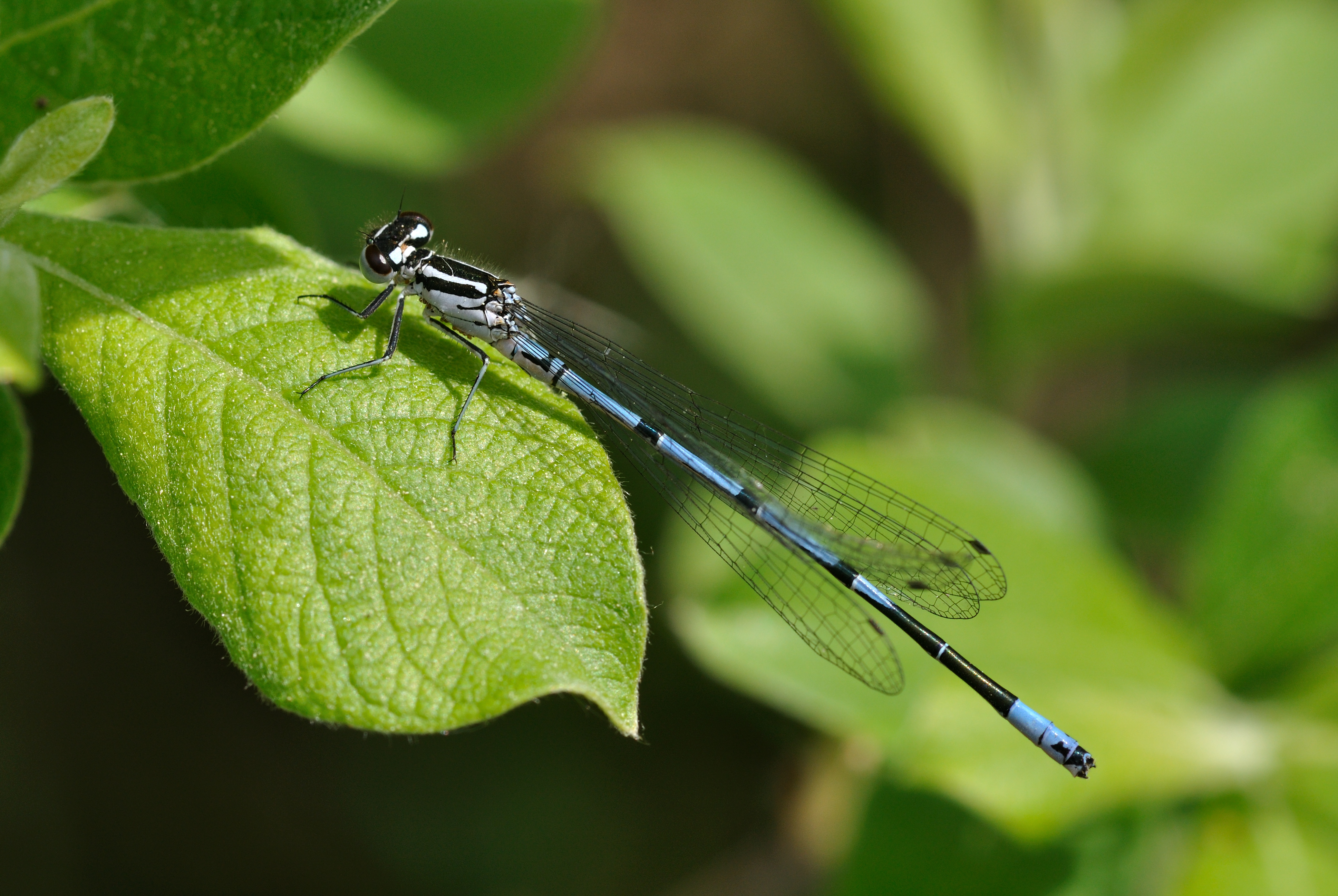 Coenagrion puella qtl2