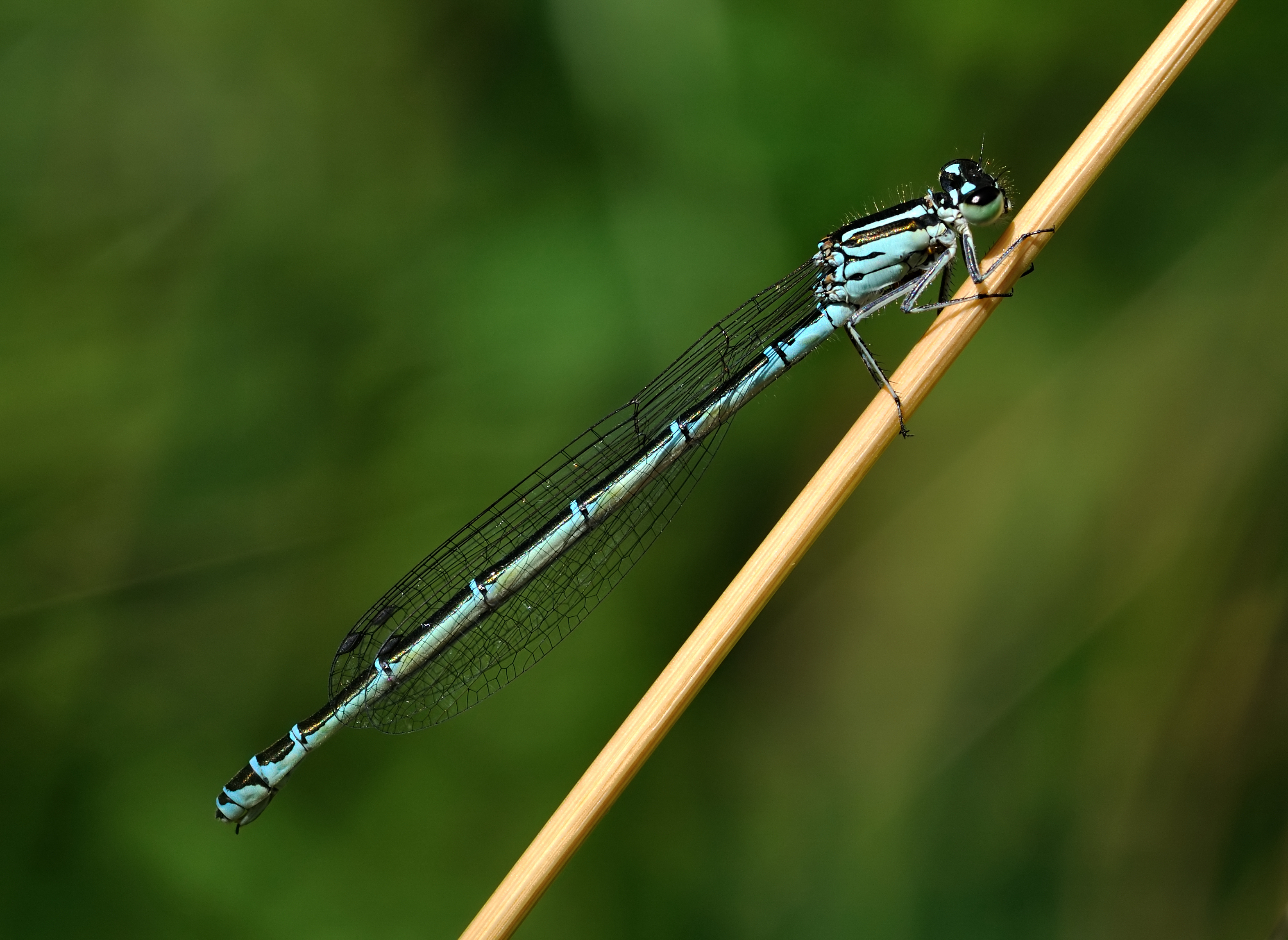 Coenagrion puella qtl4