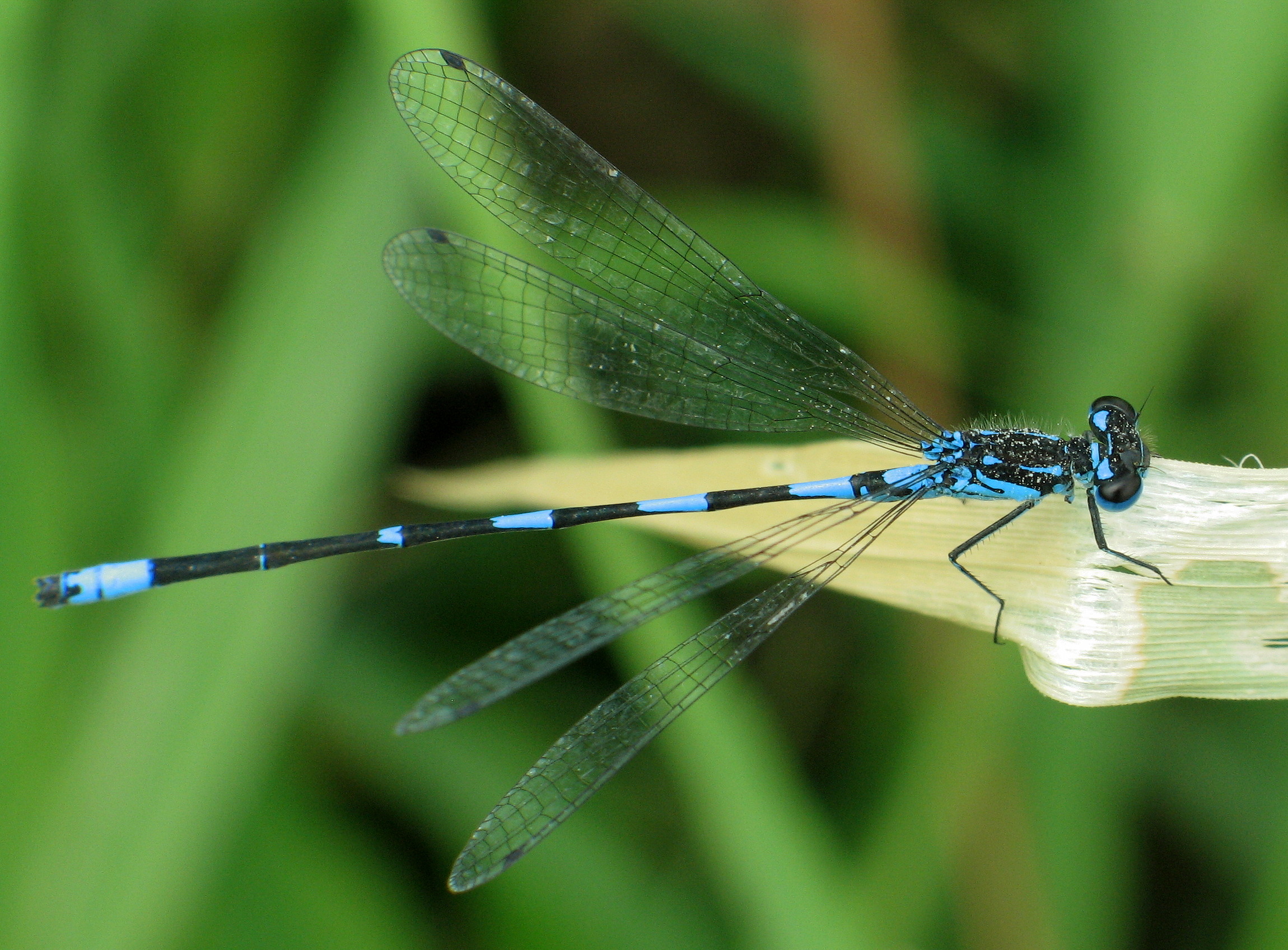Coenagrion pulchellum