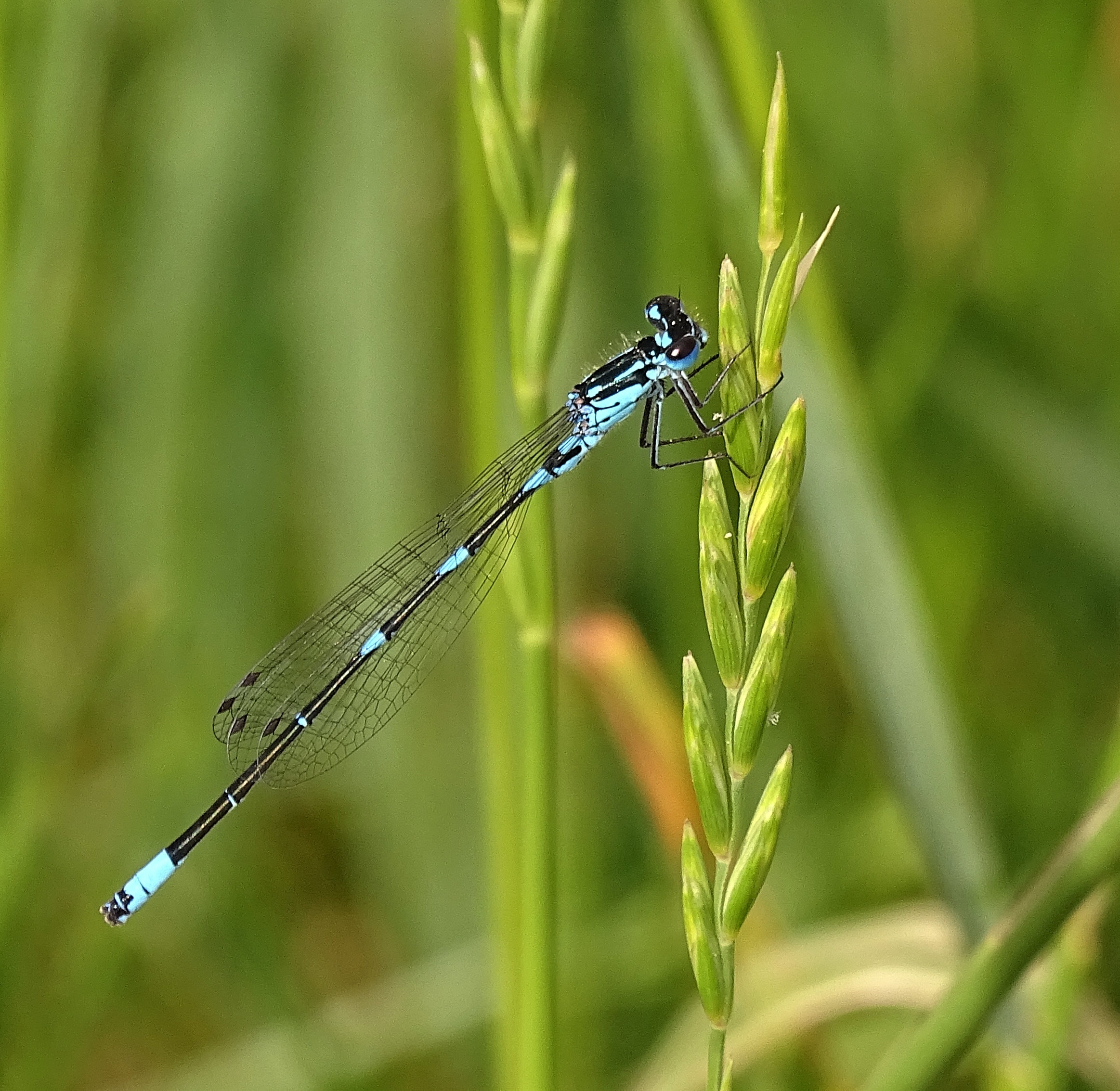 Coenagrion pulchellum 3