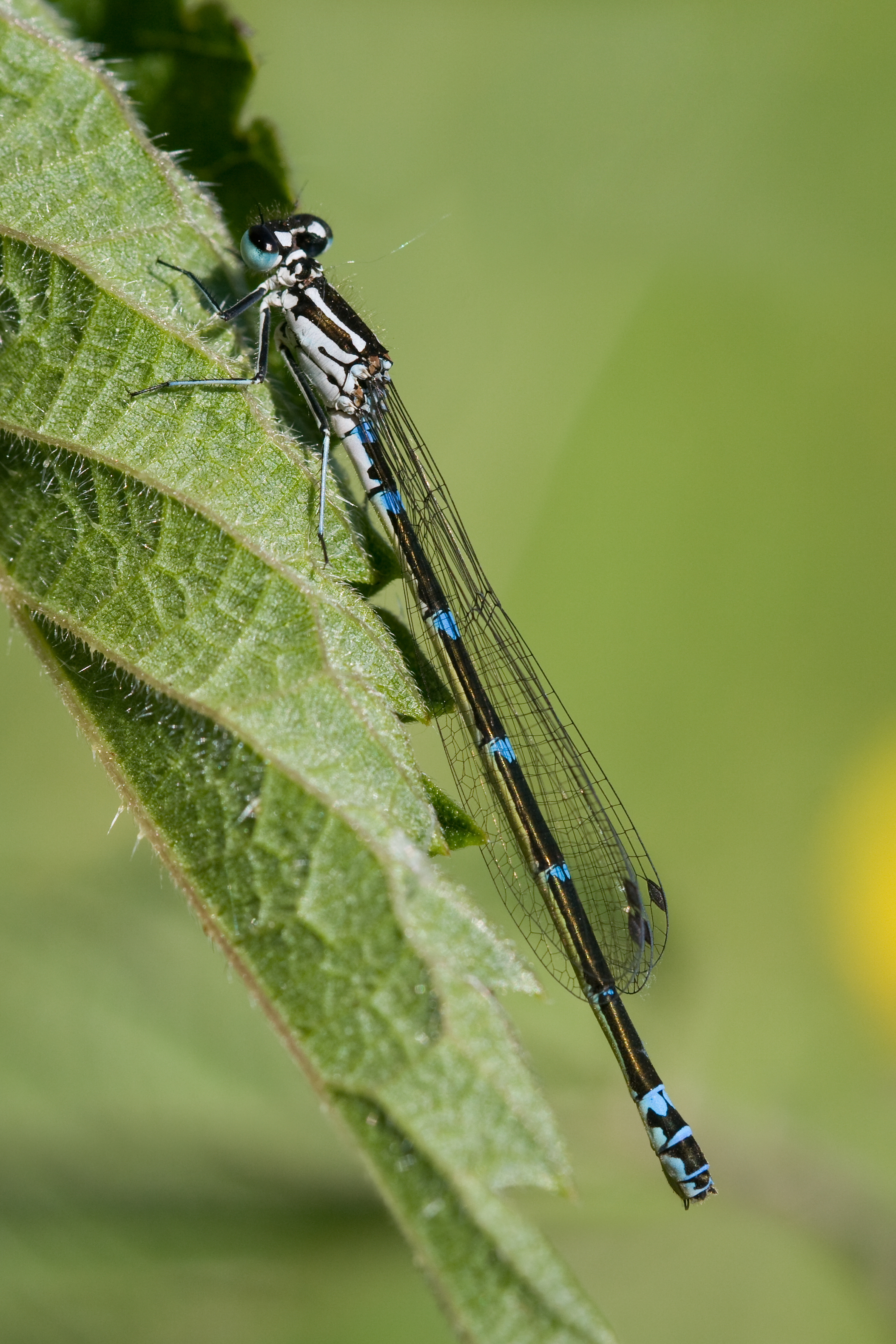 Coenagrion pulchellum 5(loz)