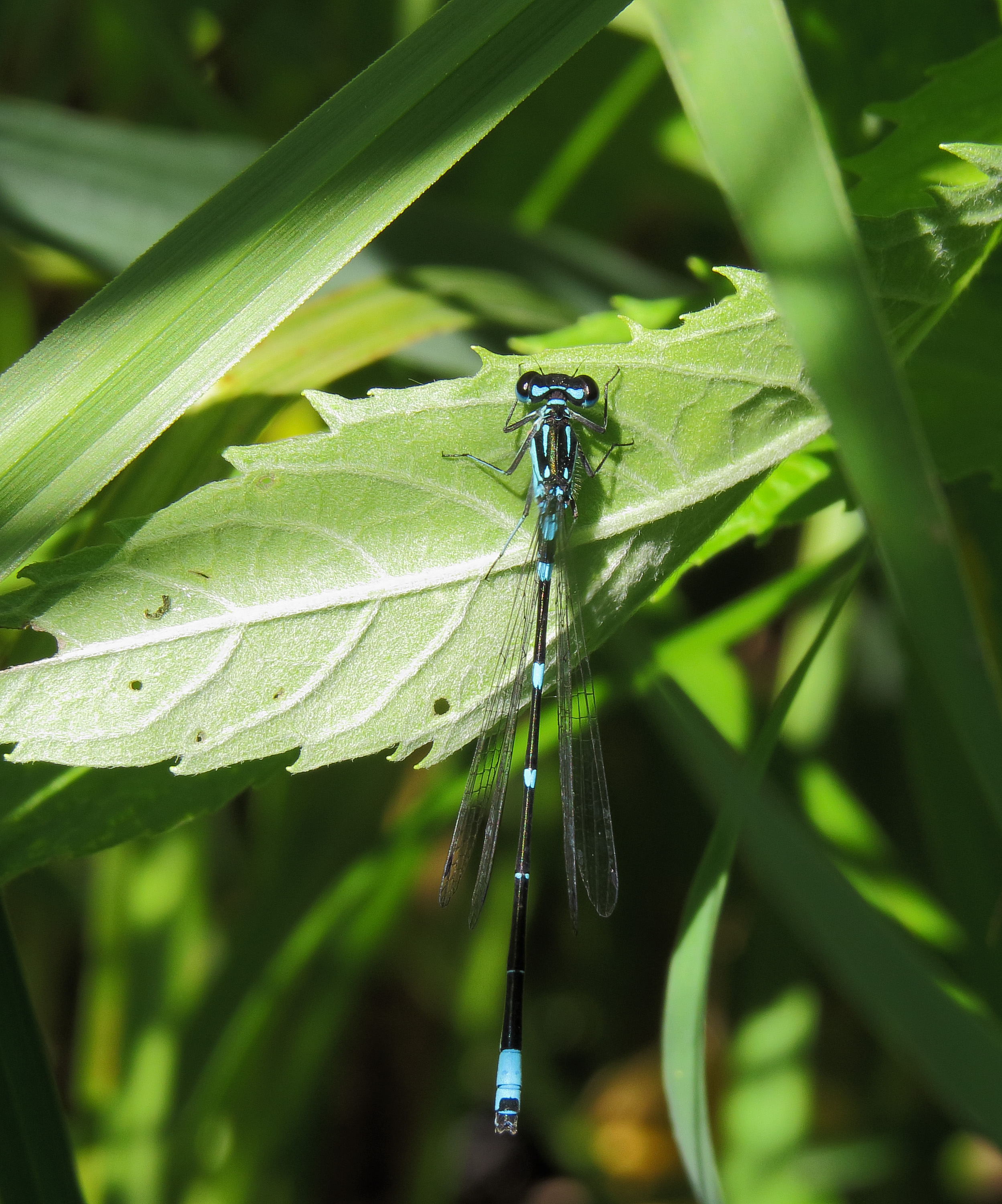 Coenagrion pulchellum Kiev2