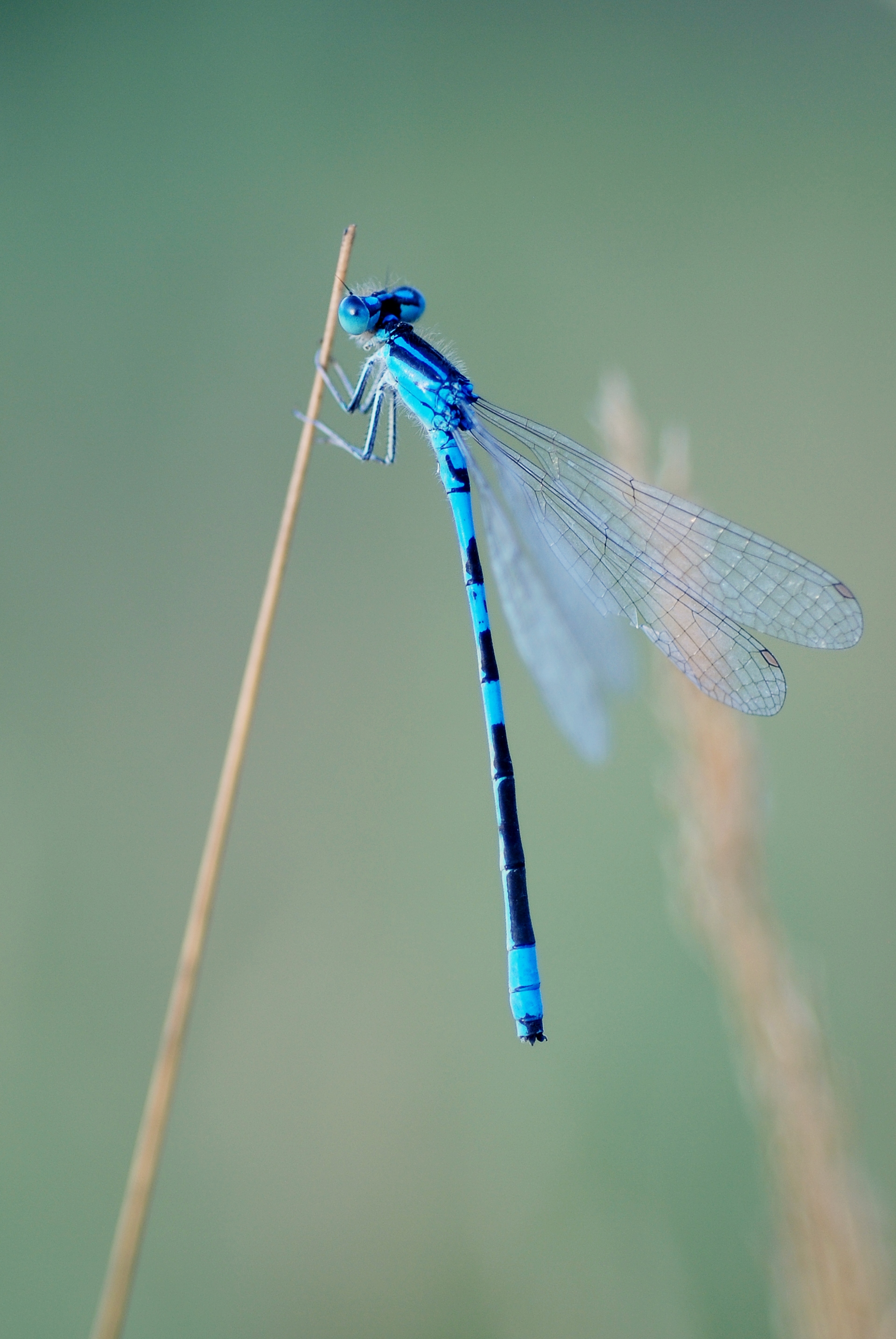 Coenagrion scitulum (4890914248)